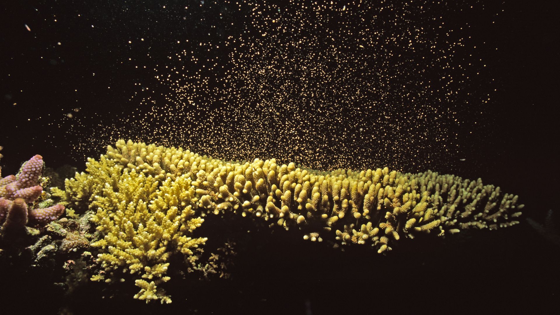 Hard coral spawning at Lizard Island National Park, Great Barrier Reef, Queensland, Australia.