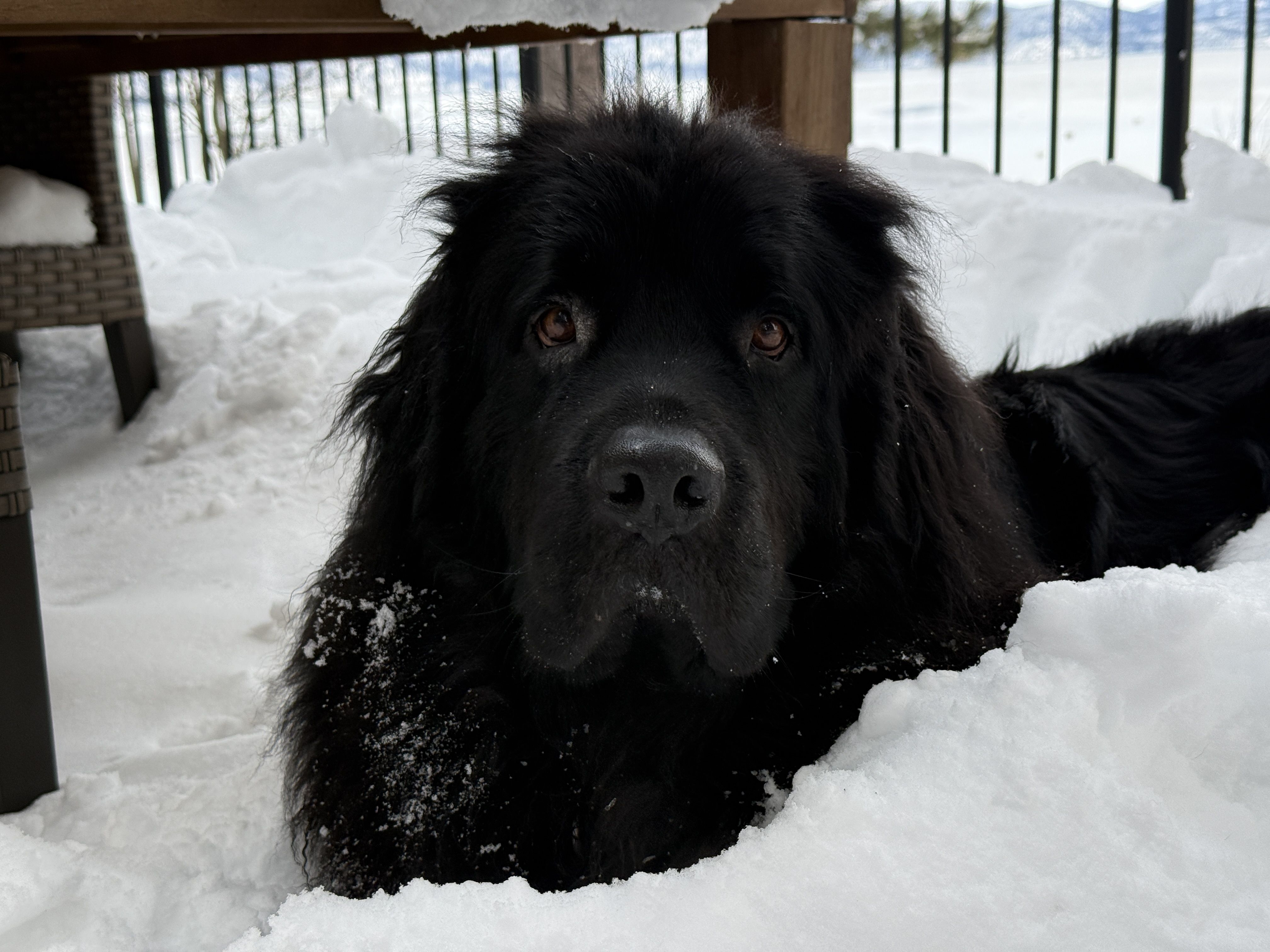 Large black dog lying in white snow under a wooden deck with metal railings, snow on its fur, looking directly at the camera with brown eyes.