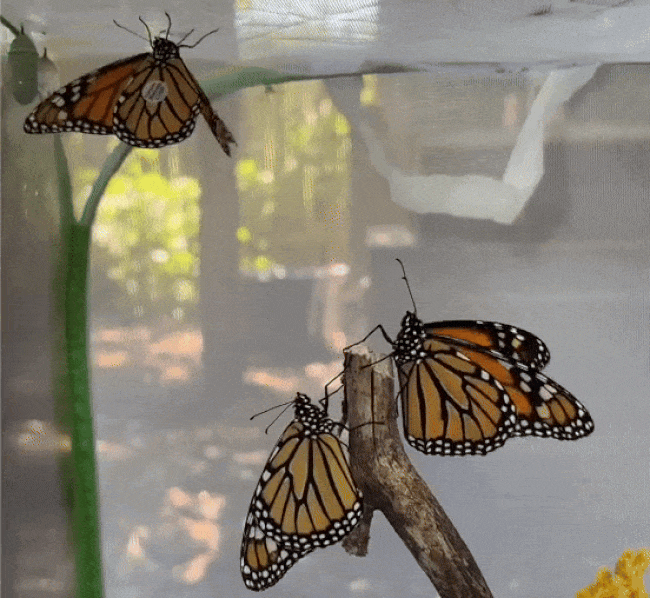 Three orange and black monarch butterflies resting in a screened enclosure with a wooden stick and green plant stem inside.