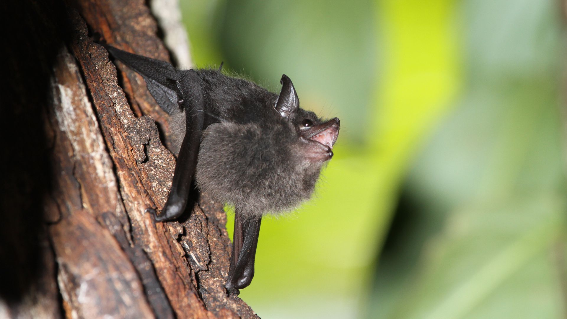 Picture of a bat