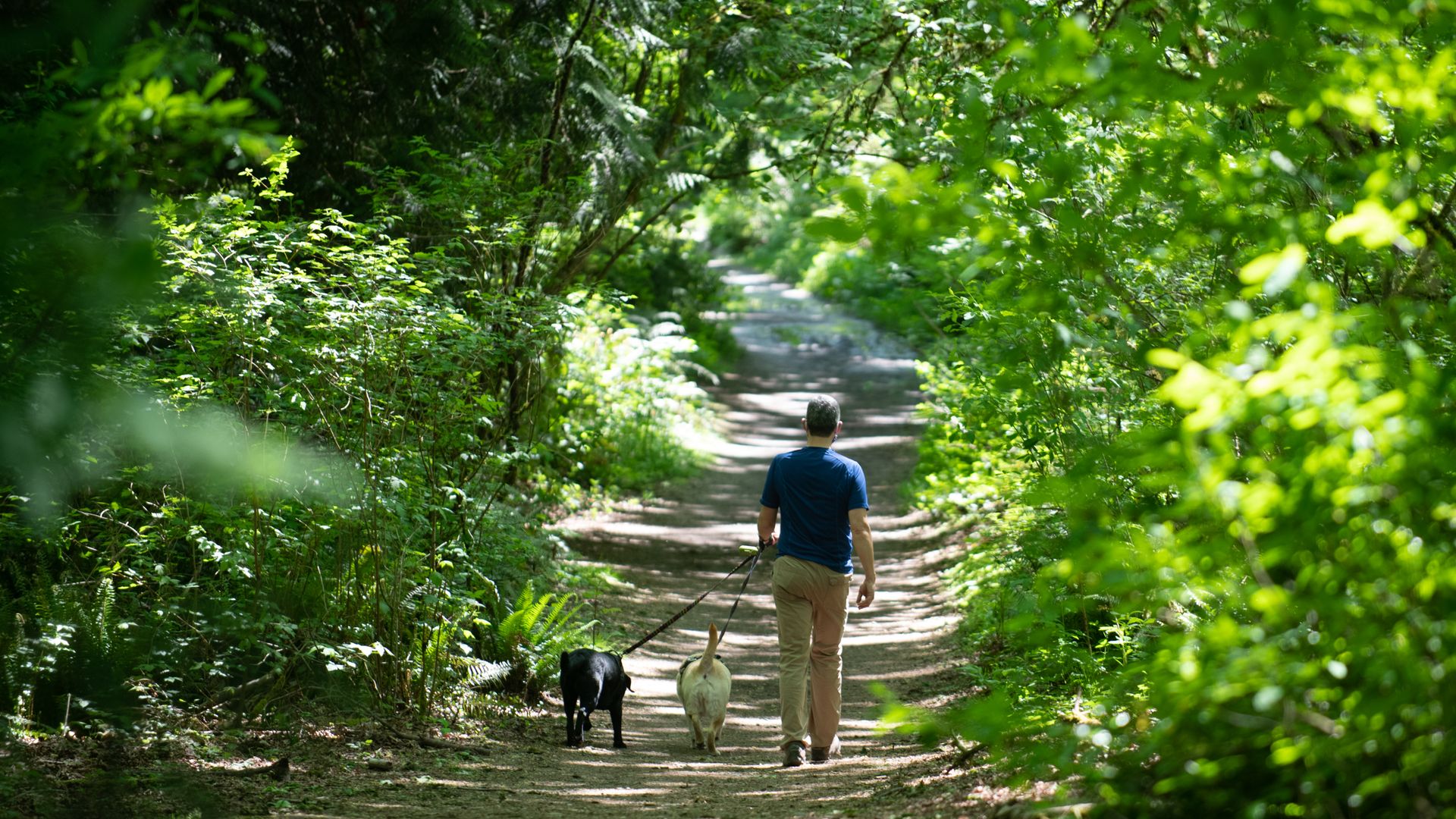 A man from the back is walking two leashed dogs on a wooded trail. 