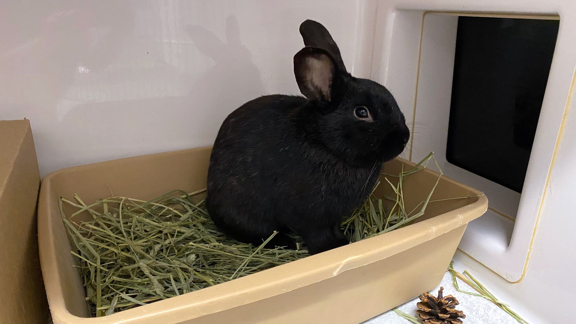 A black rabbit with perked ears sits in a plastic dish of Timothy hay