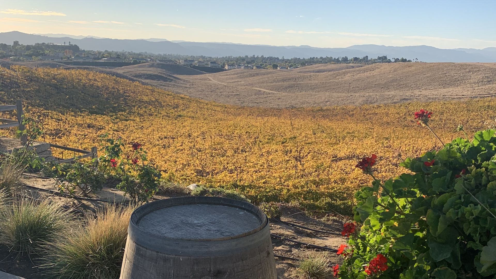 Views of a vineyard and valley at a winery in Southern California at sunset.