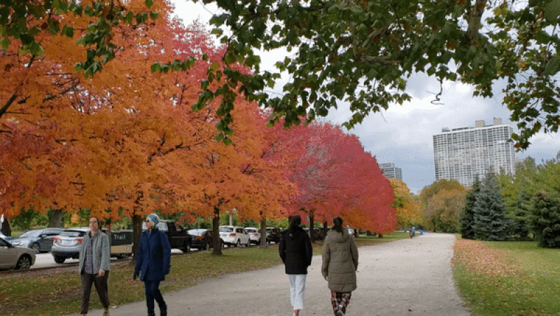 GIF of a line of trees. 