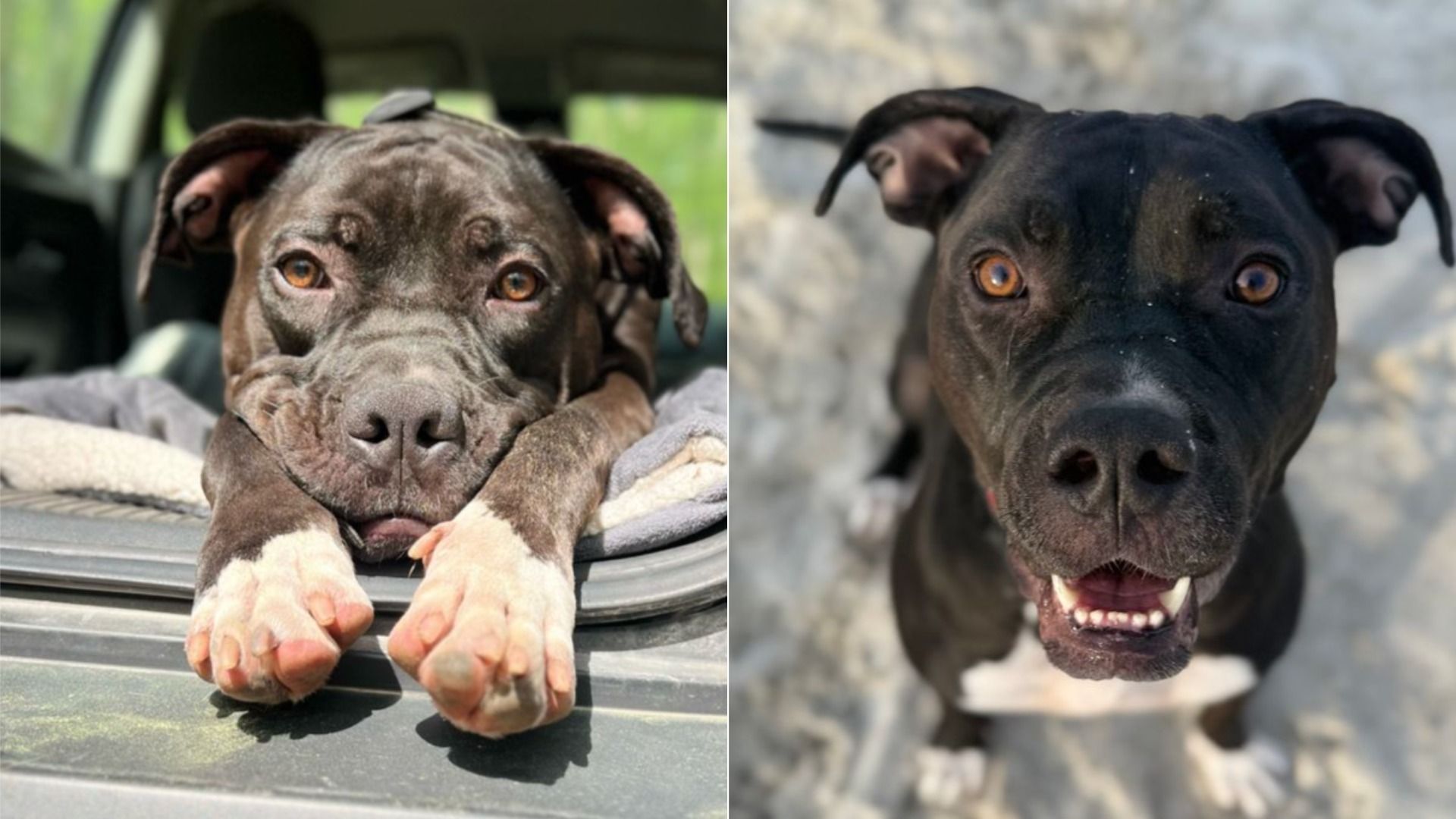 Two dogs side by side: left a brown pit bull resting its head on a car trunk, right a black pit bull looking up with a big smile and amber eyes.