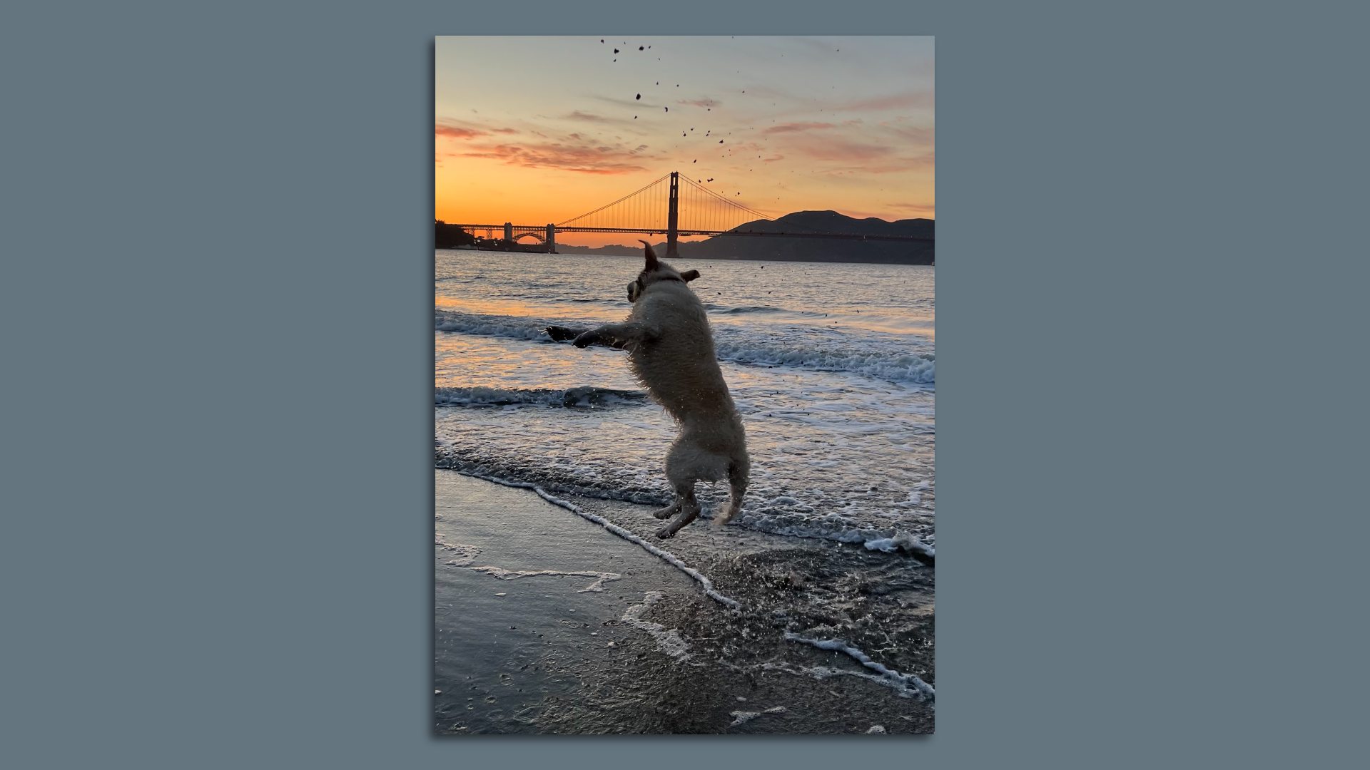 A dog jumps in the air on a beach with the Golden Gate Bridge in the background. 