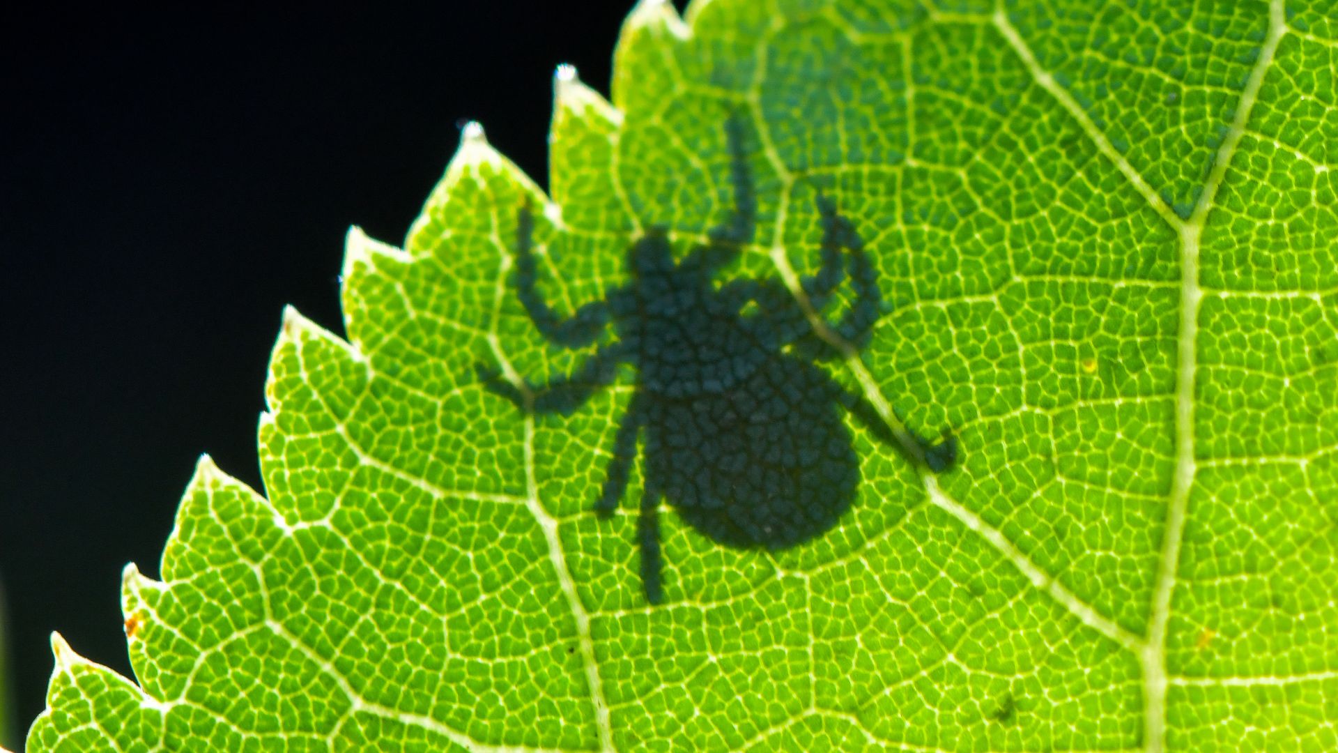 Picture of a tick behind a leaf