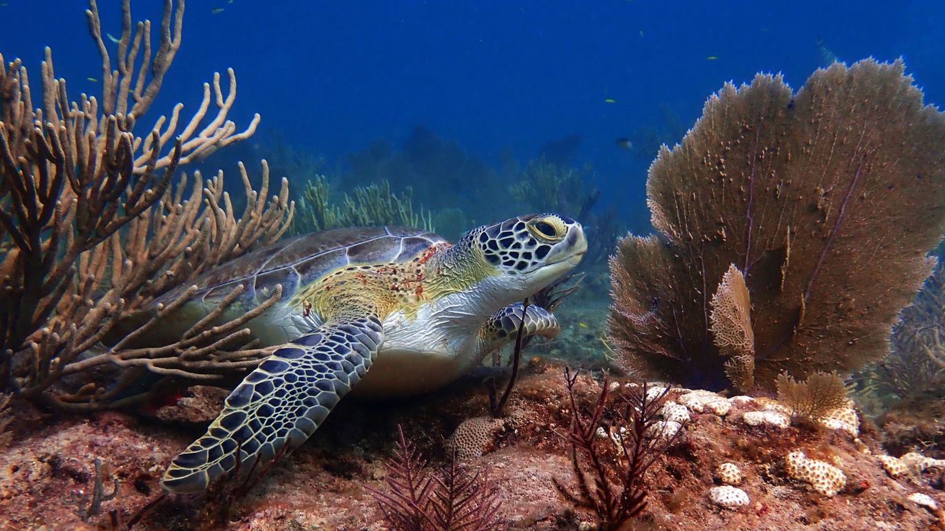 Endangered Corals Relocated to Texas for Research