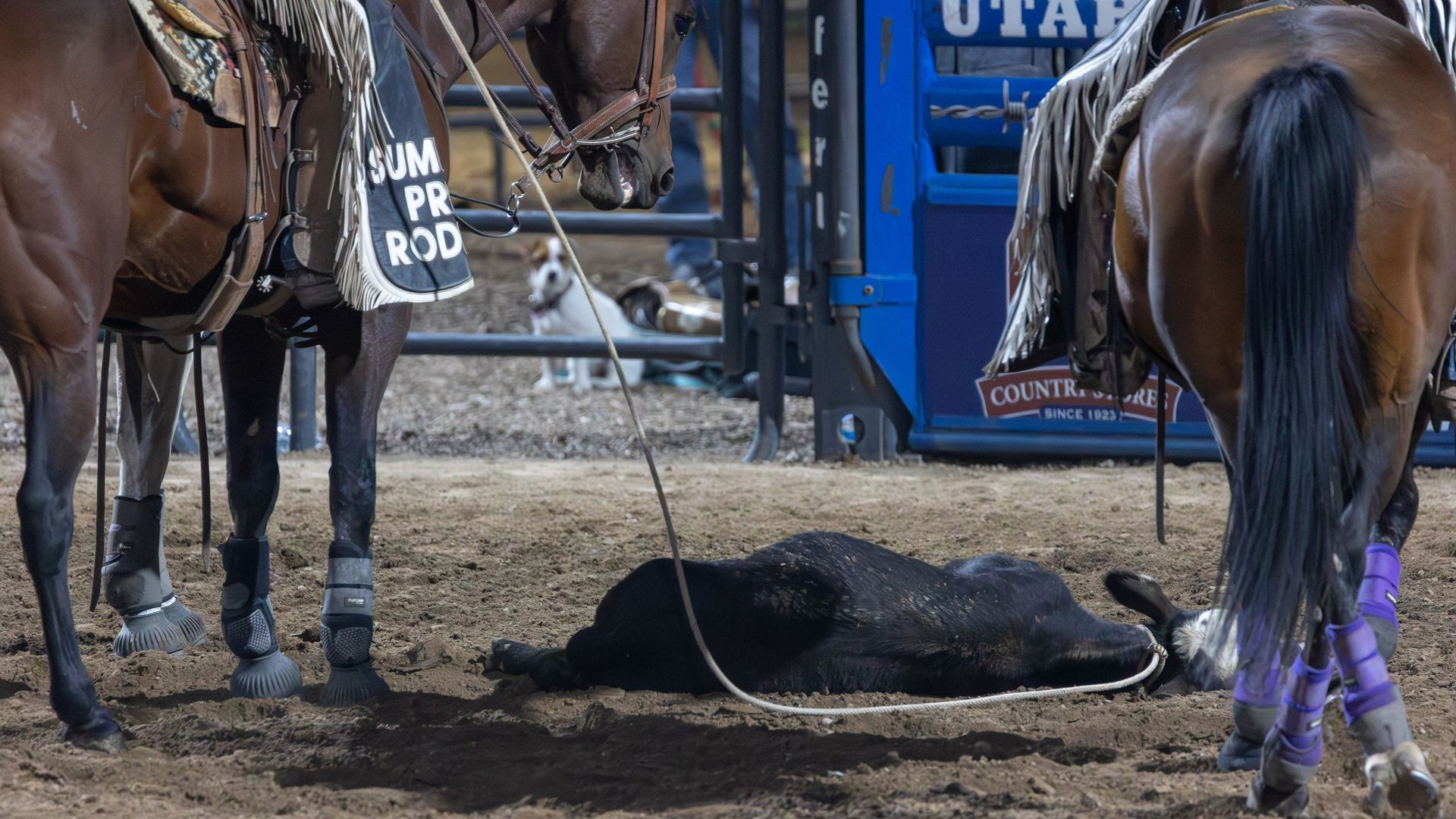 A roped calf lies on the dirt in a rodeo ring while two horses and a dog look on.