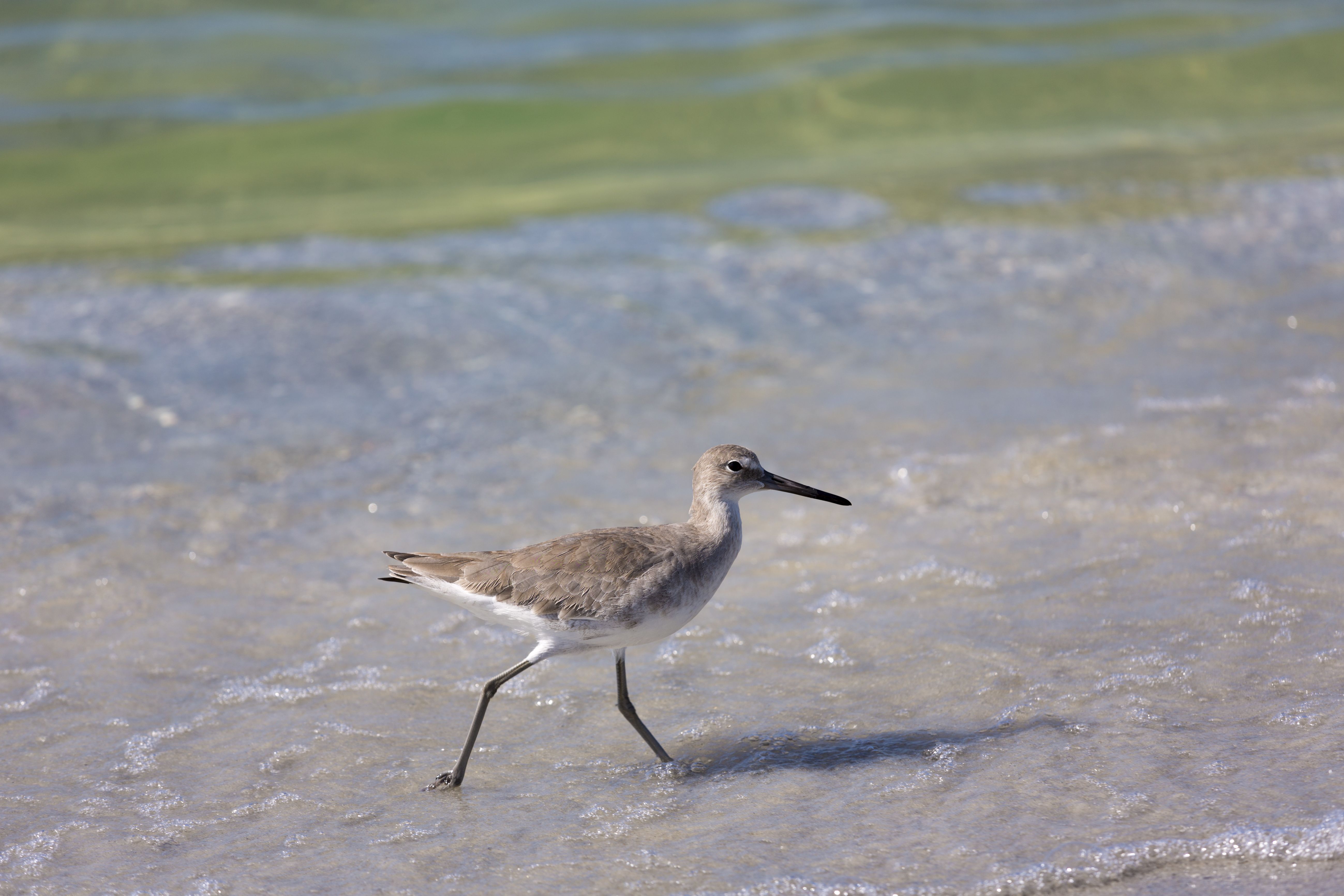 A small shorebird with a long black bill and brown-gray plumage walks along the shallow shoreline, white belly visible as greenish-blue water and gentle waves lap the sand.