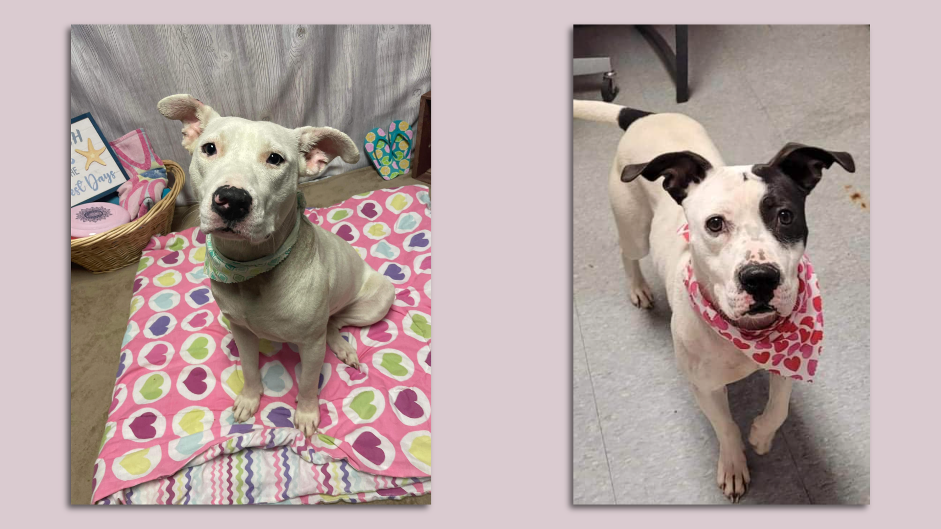 lso adoptable at the city's shelter: Li Mei, No. A149555, around 3 years old (left) and Avila/Oreo, No. A145753, around 2.5 years old. 