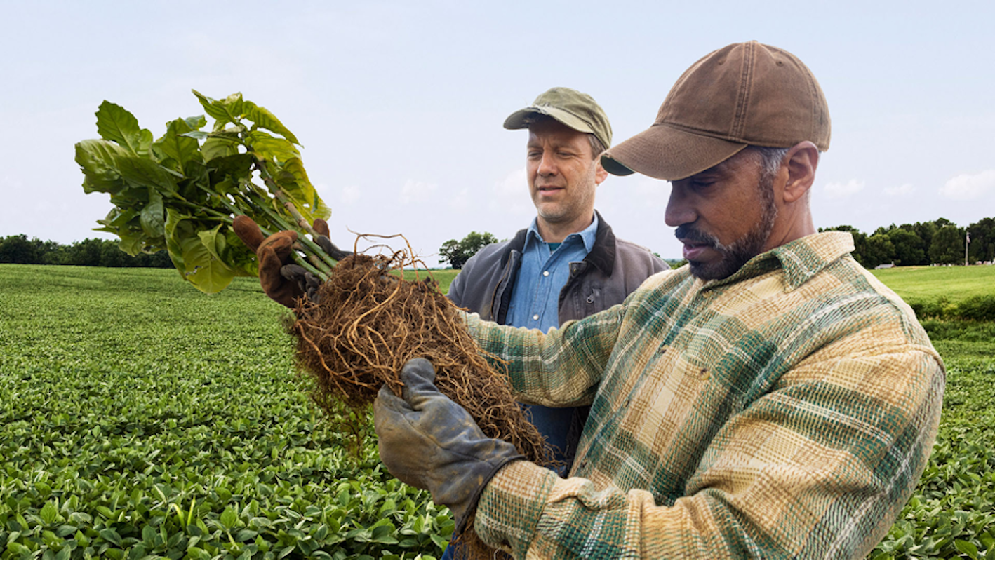 Two farmers looking at a soybean plant. They are standing in a field of soybeans.