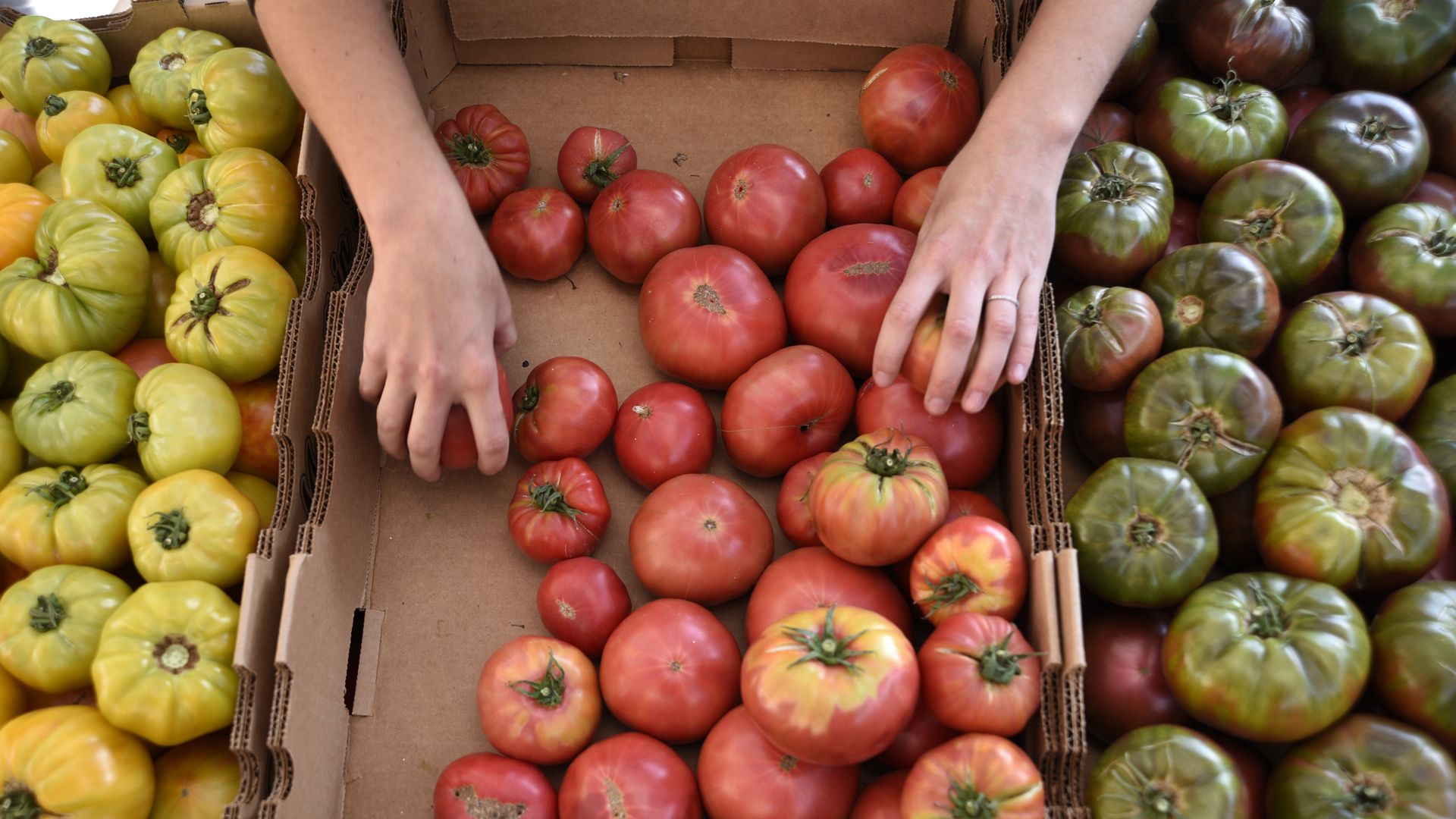 A woman arranges heirloom tomatoes. 