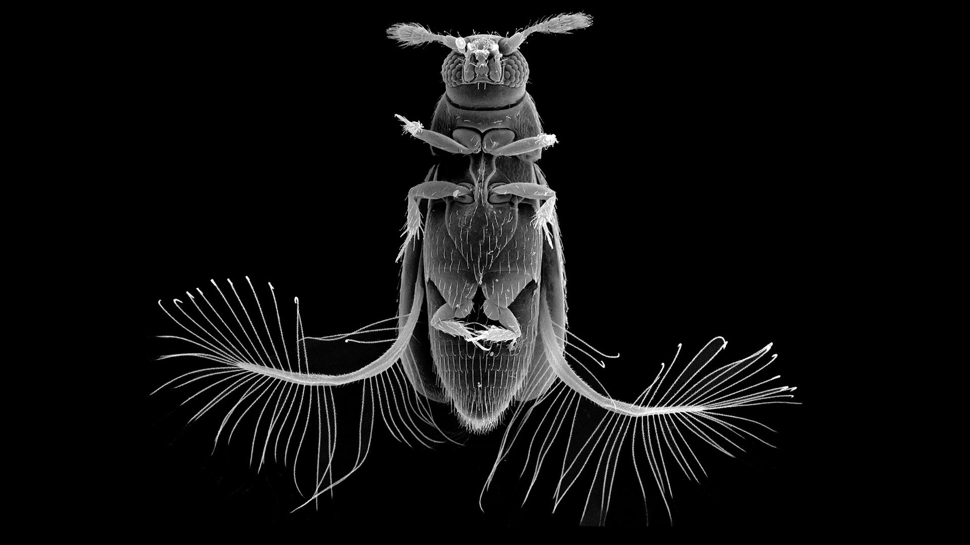 Microscope image of the featherwing beetle