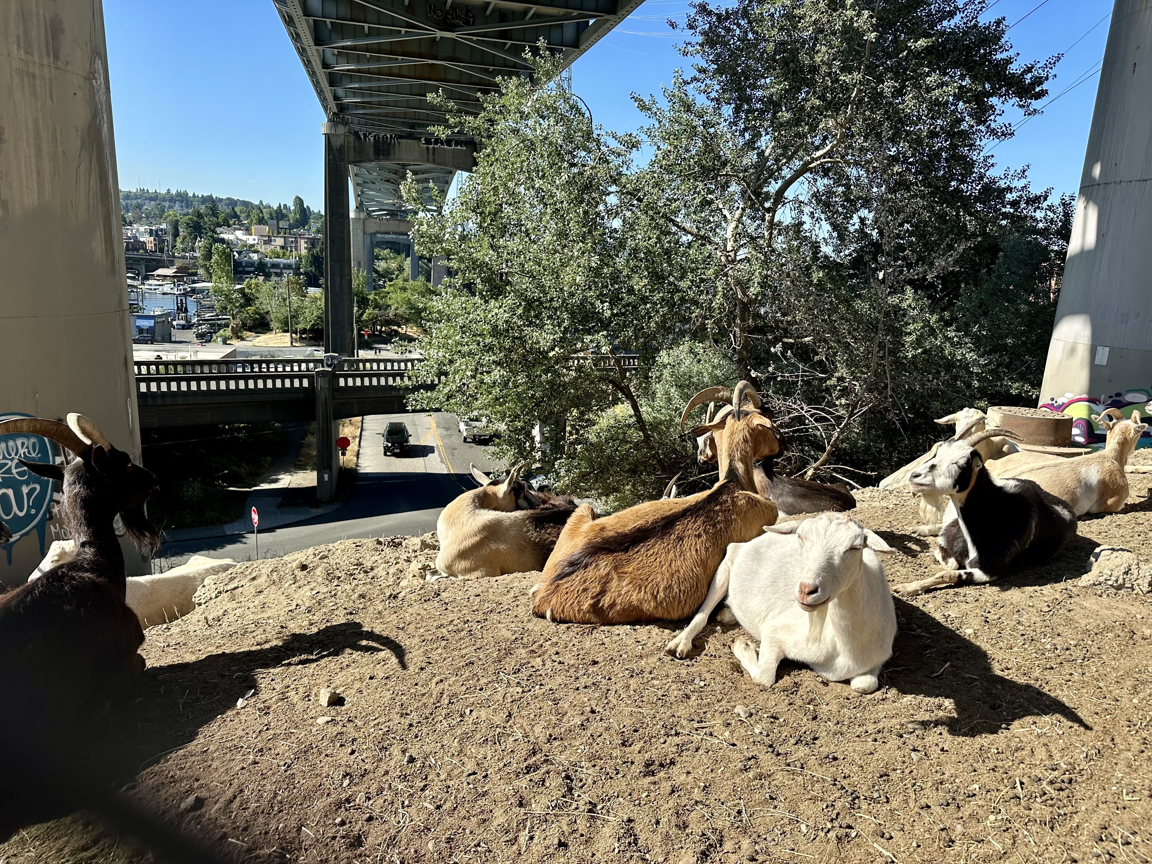 Goats lounging around under the freeway which is visible overhead and the supports to the sides, with a tree nearby.