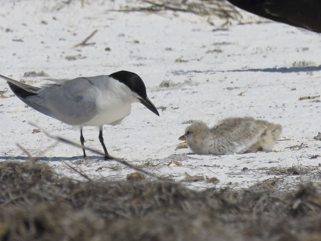 A black, gray and white bird with a black bill looks at a fuzzy chick lying on its stomach on white sand. 