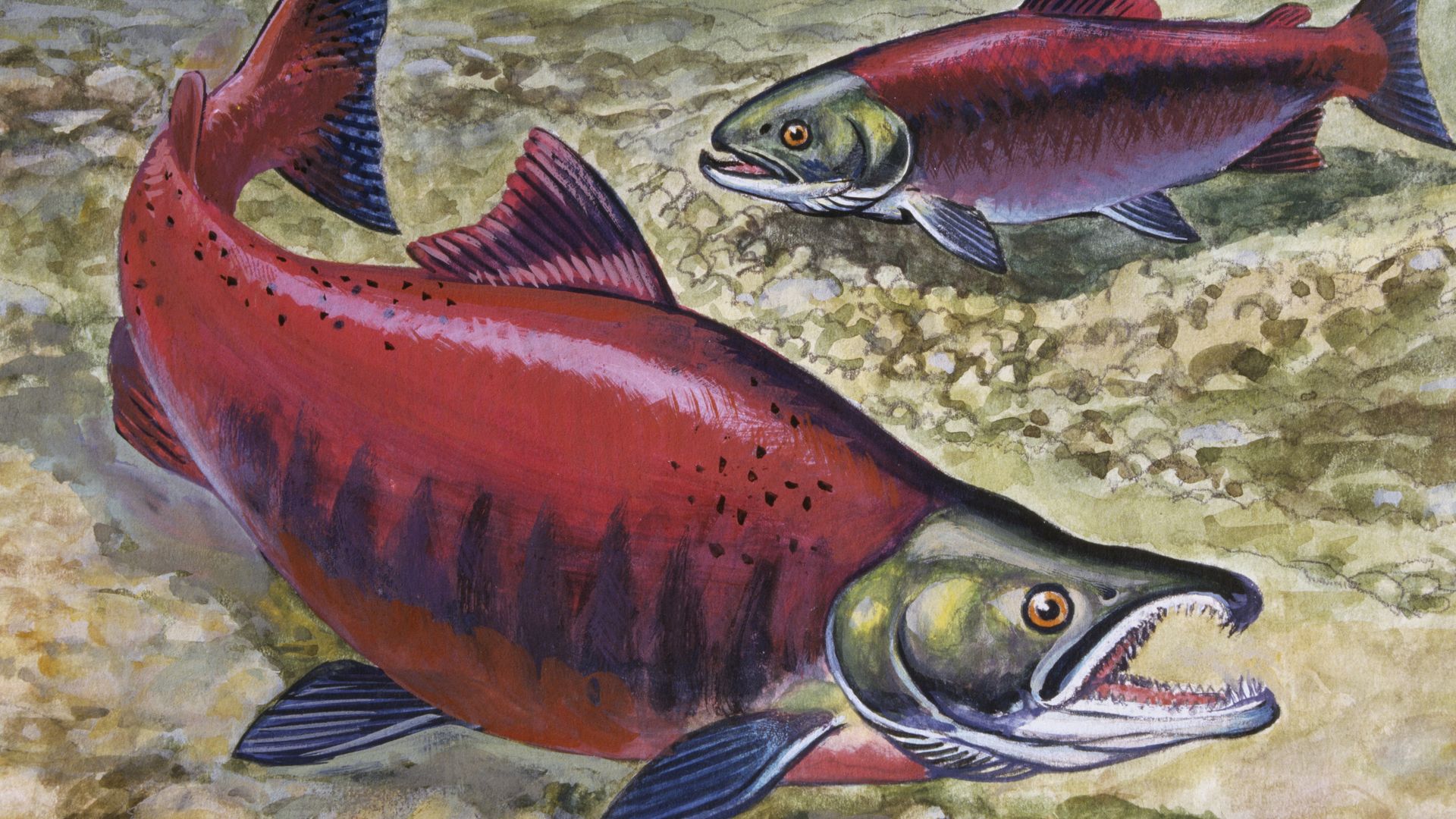 A drawing of two sockeye salmon swimming in water. 