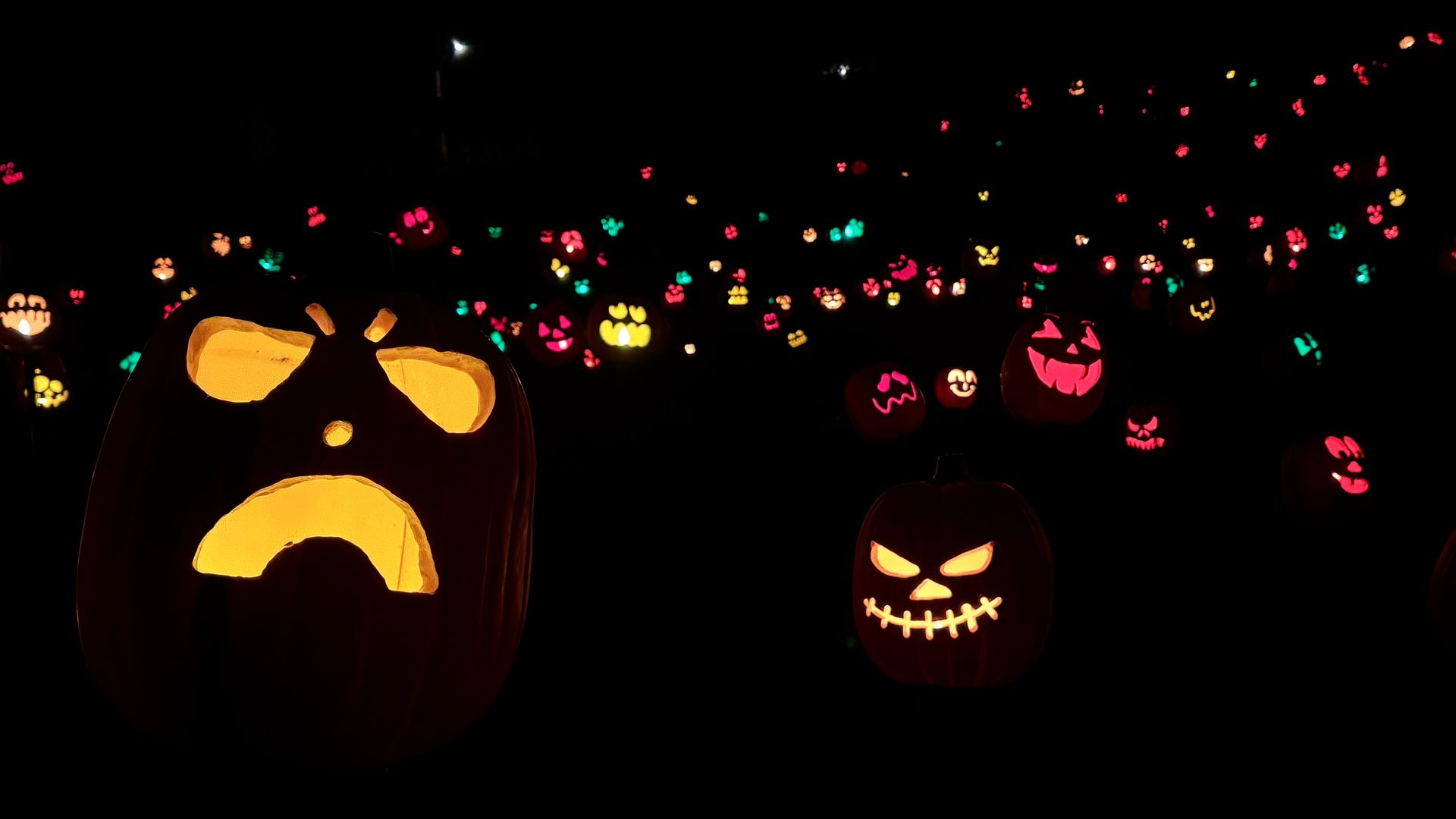 Night scene of glowing jack-o'-lanterns in a dark field. A large pumpkin foreground left glows from its eyes and mouth as many small colorful pumpkins light the background.
