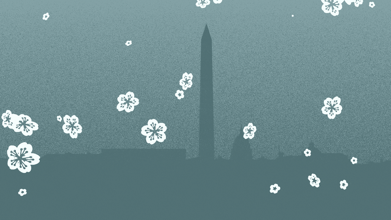 Animated illustration of the Washington skyline with snowflakes in the shape of cherry blossoms falling on it.