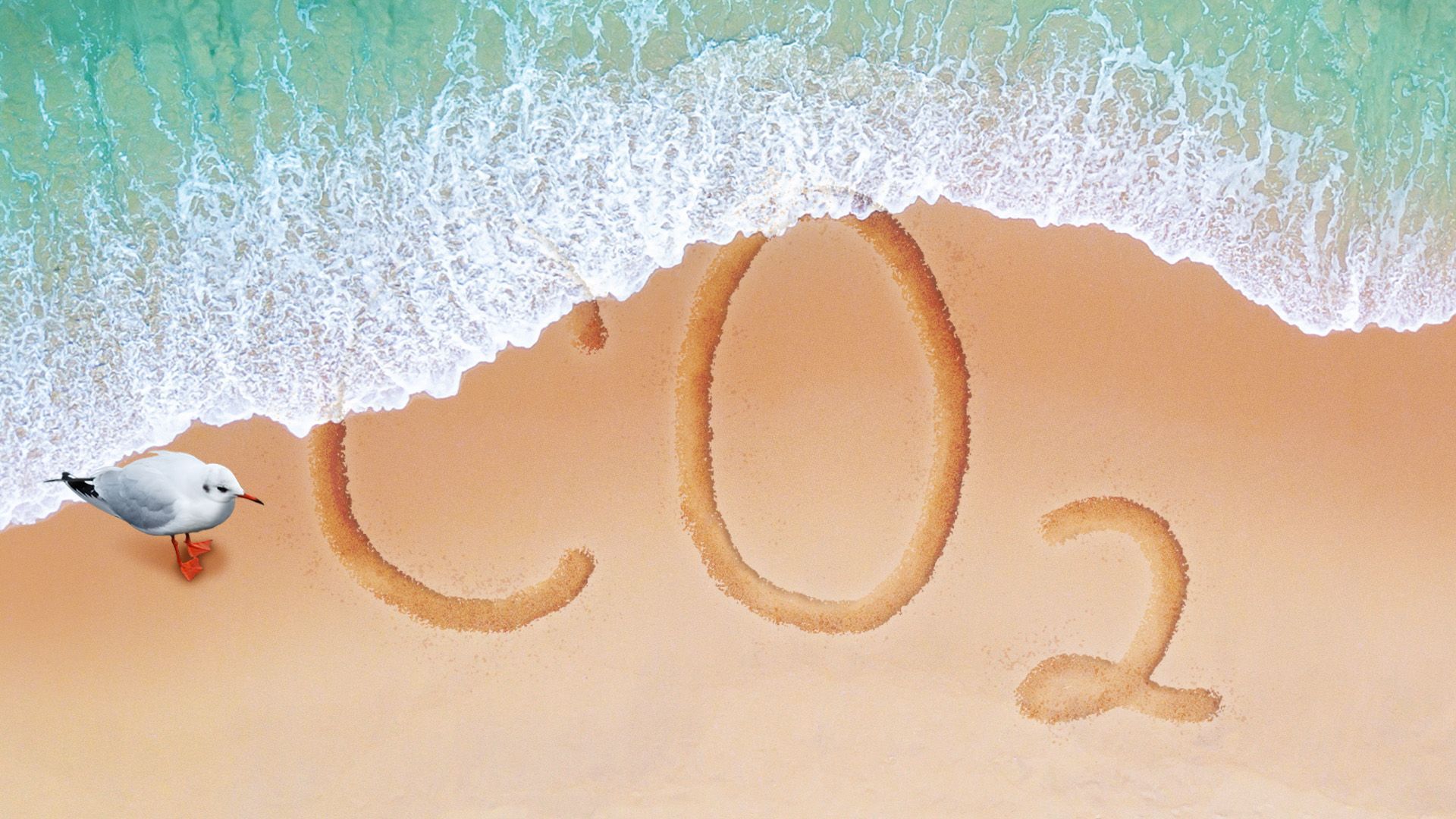 Illustration of a shoreline on a beach washing away the word CO2 while a seagull looks on
