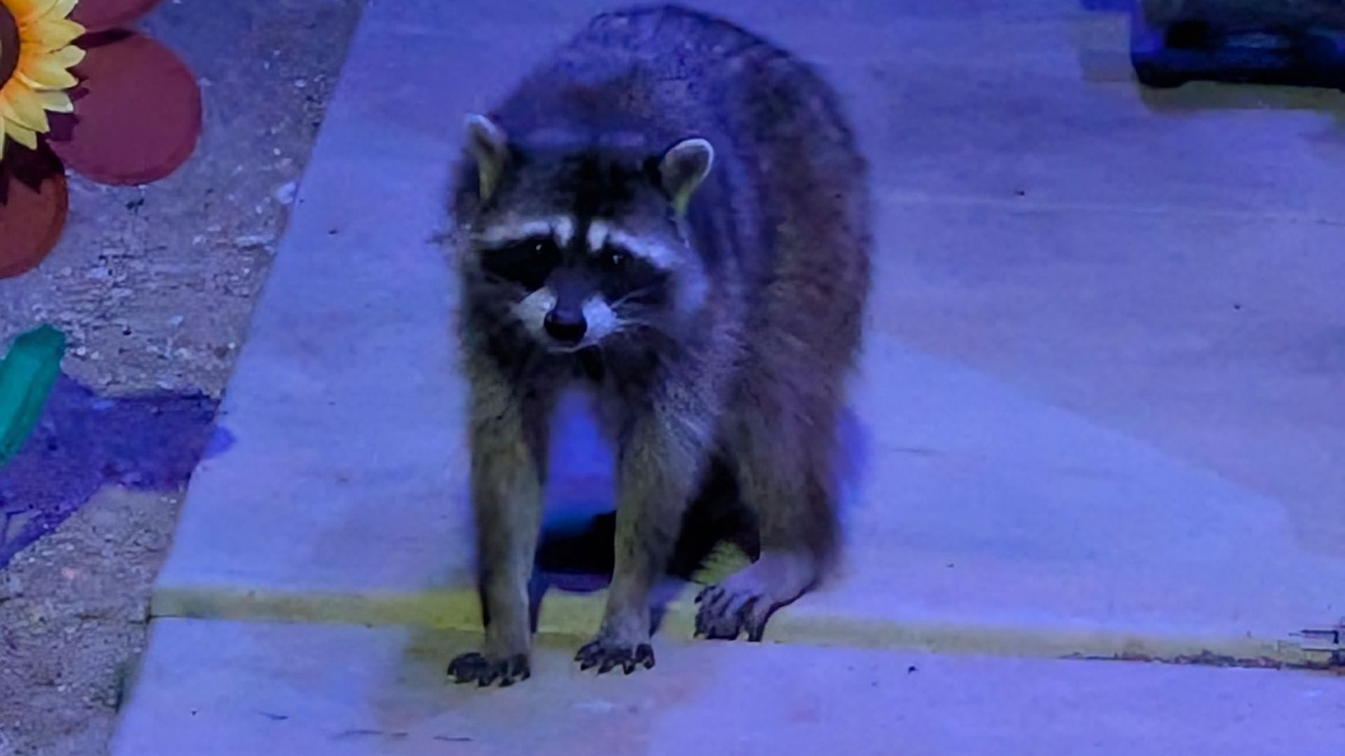 A raccoon stands on a blue-lit step, facing the camera. To the left are sunflower decorations and red circular shapes.