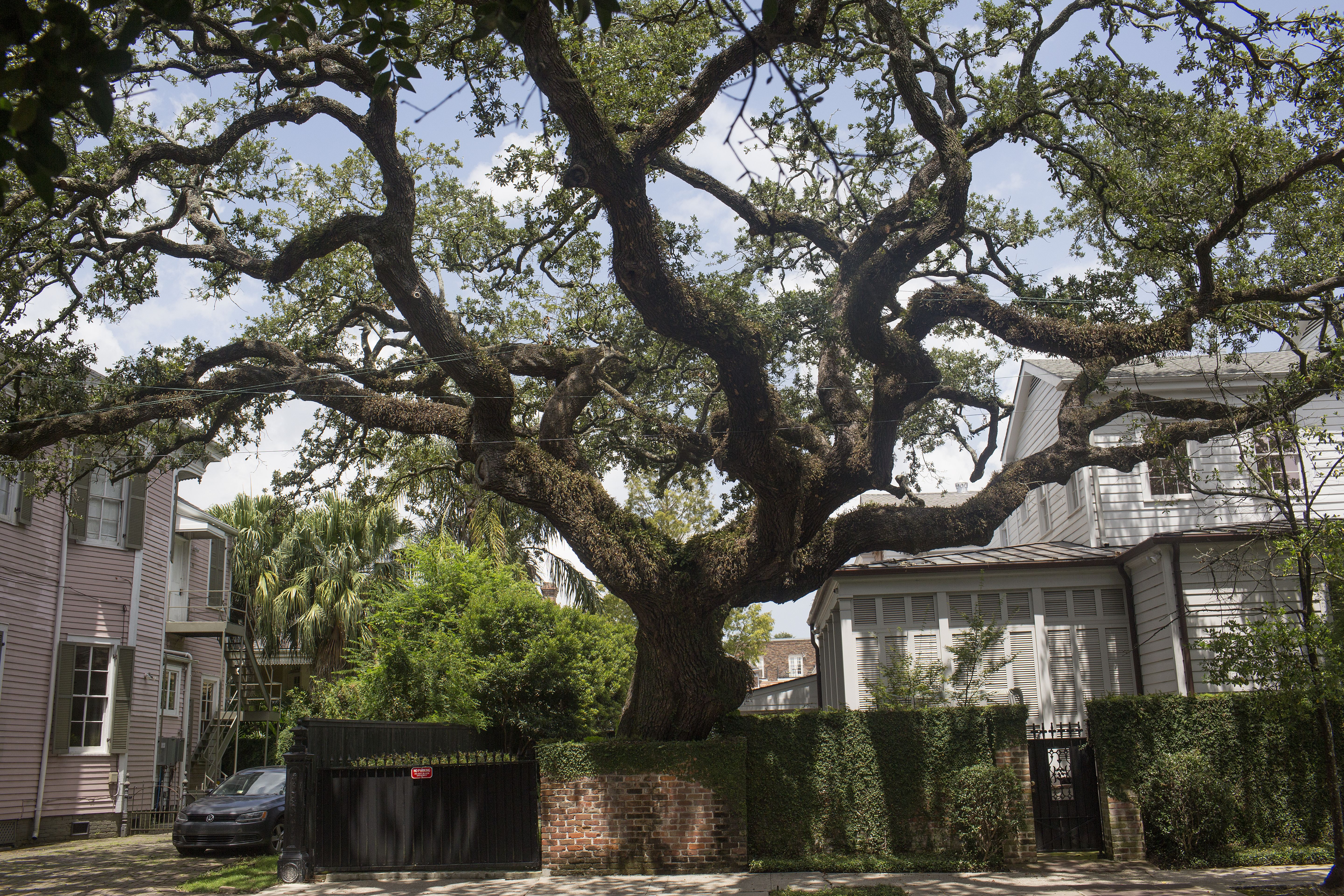 Photo shows a live oak tree in a neighborhood