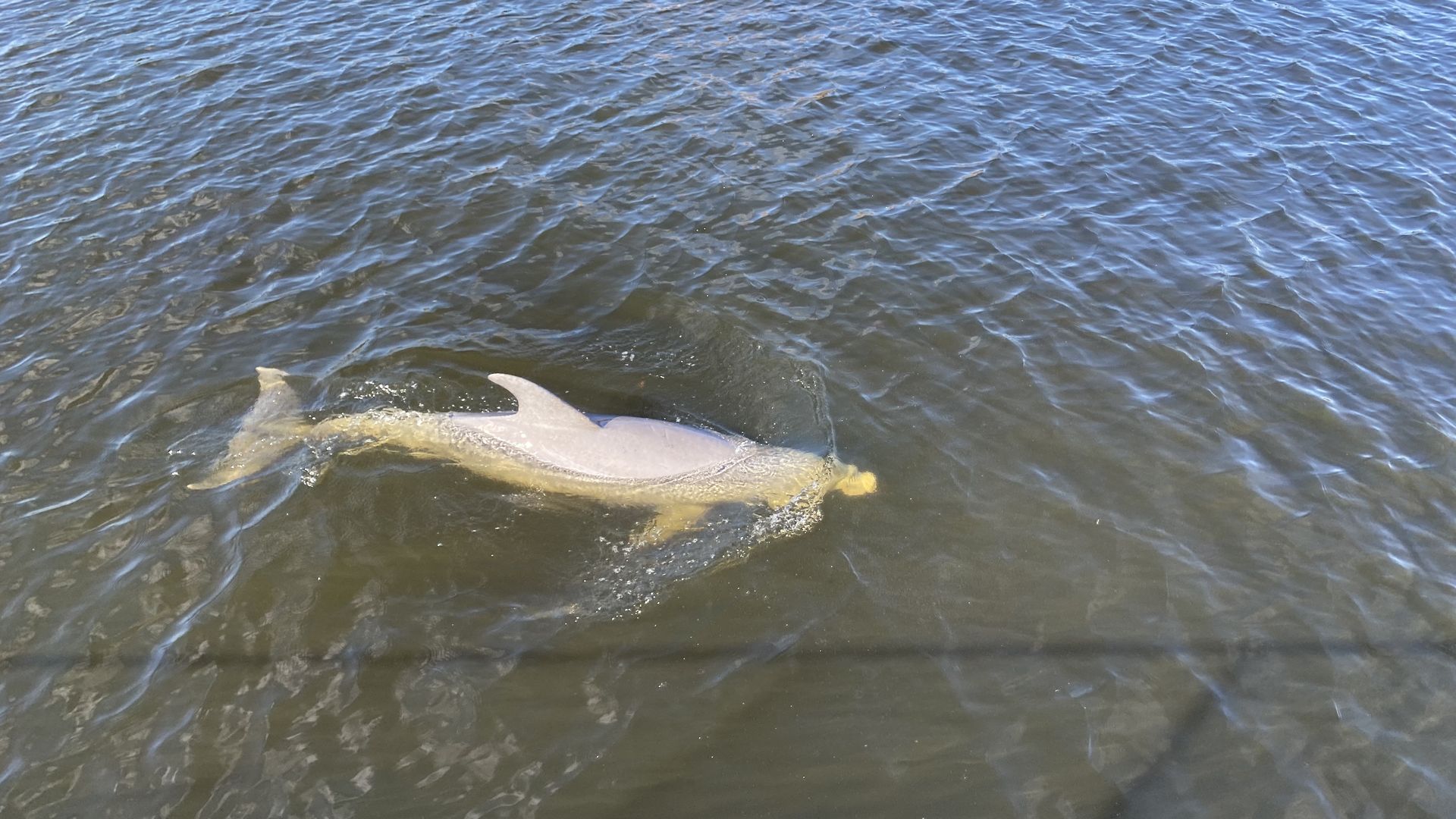 A dolphin swims in the Hillsborough River in downtown Tampa.