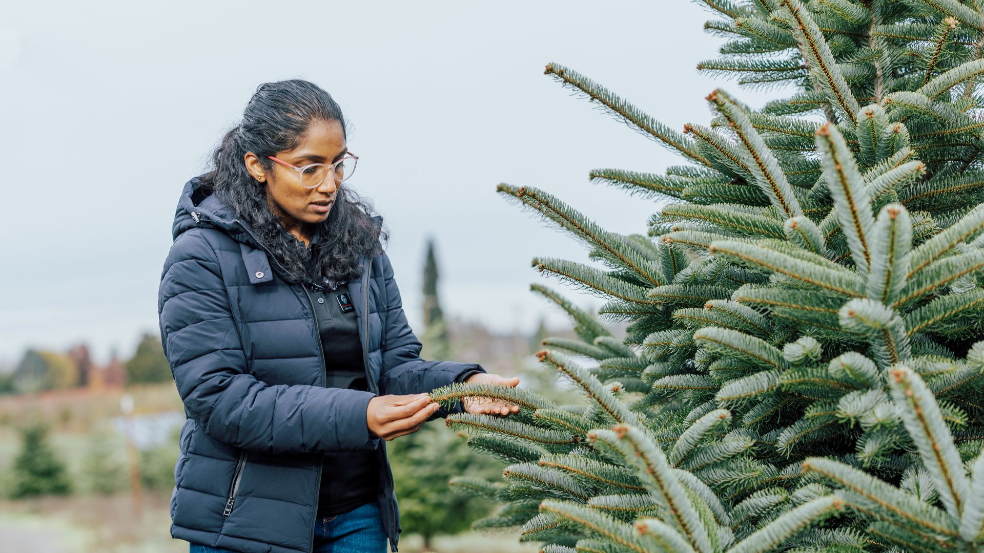 Woman in glasses and dark jacket holding and inspecting a branch of a green fir tree outdoors on a cloudy day, with more trees blurred in the background.