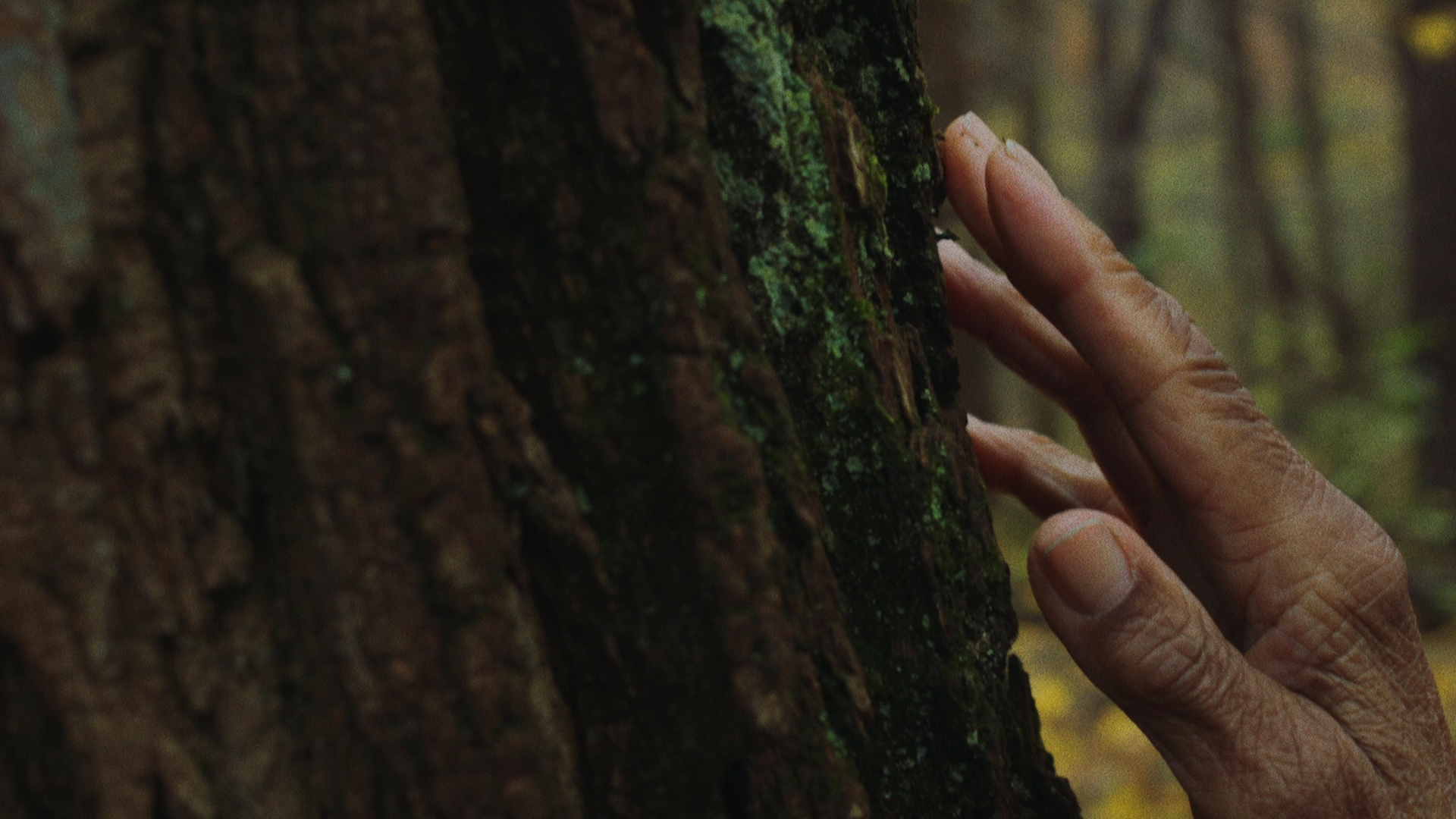 Close-up of an elderly hand gently touching rough tree bark covered with green moss in a forest setting with blurred background.