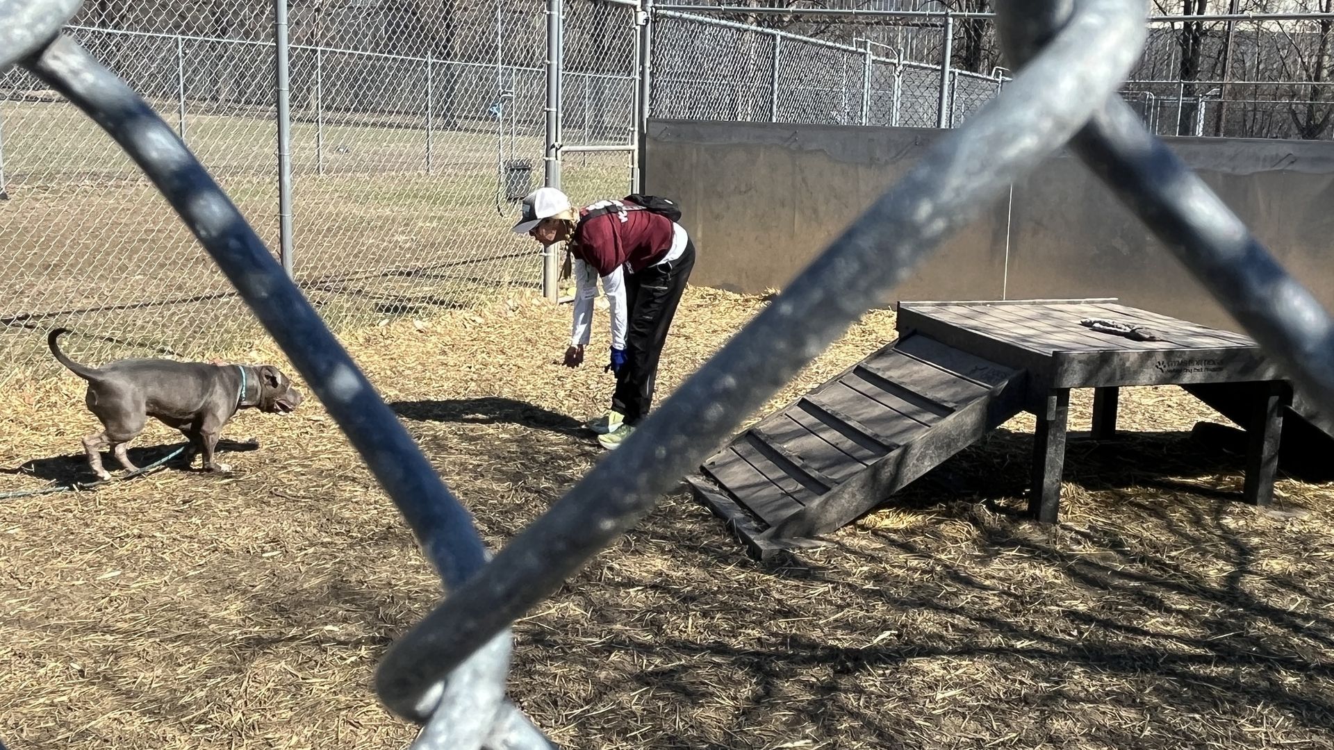 A person in a maroon shirt, black pants, and white cap bends toward a gray dog inside a fenced outdoor area with dirt and a wooden ramp structure on a sunny day.