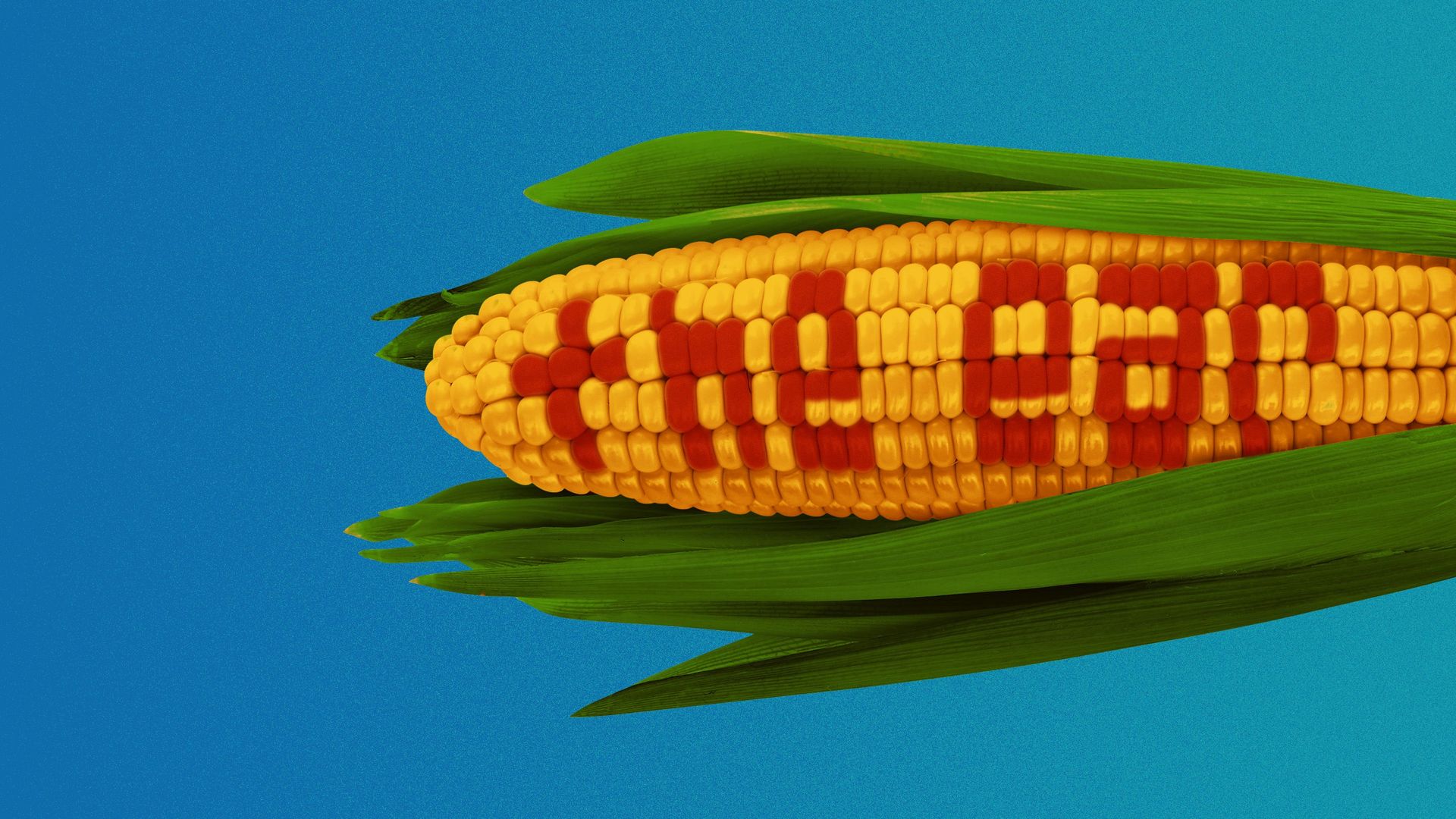 Illustration of a husk of corn with "The Ear" written in kernnals.