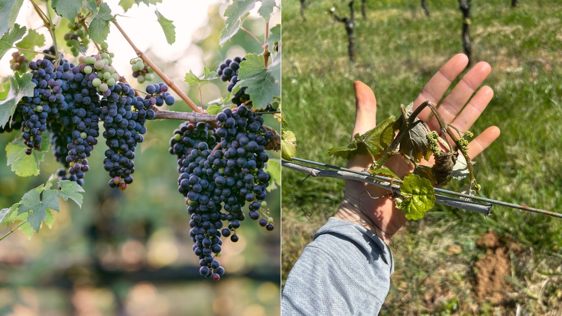 Split image: left side shows clusters of dark purple grapes on a vine with green leaves; right side a hand in a gray sleeve holds a grapevine cutting with young leaves in a field.