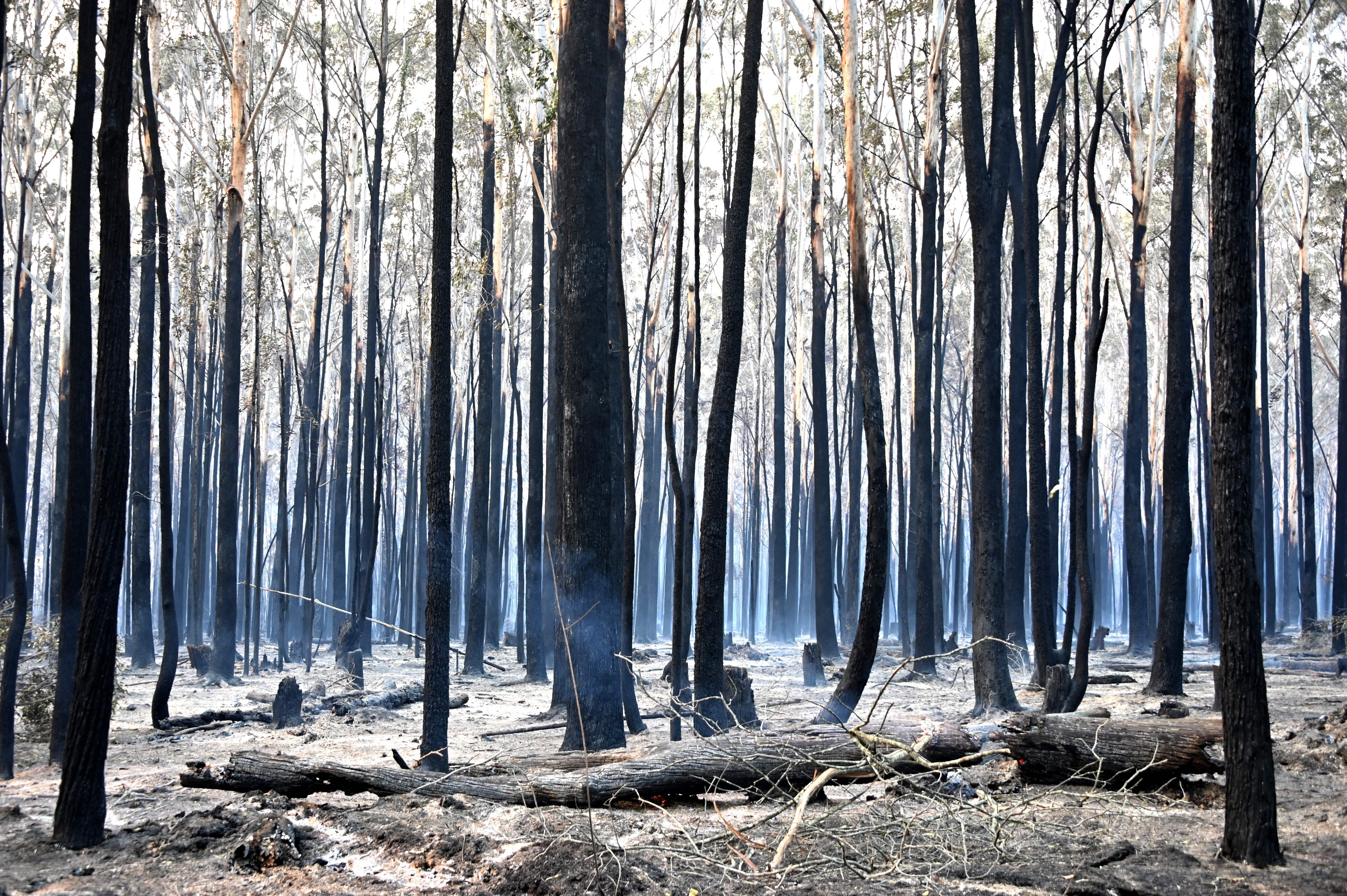 Trees are burned black after a bushfire in Old Bar, 350km north of Sydney on November 10