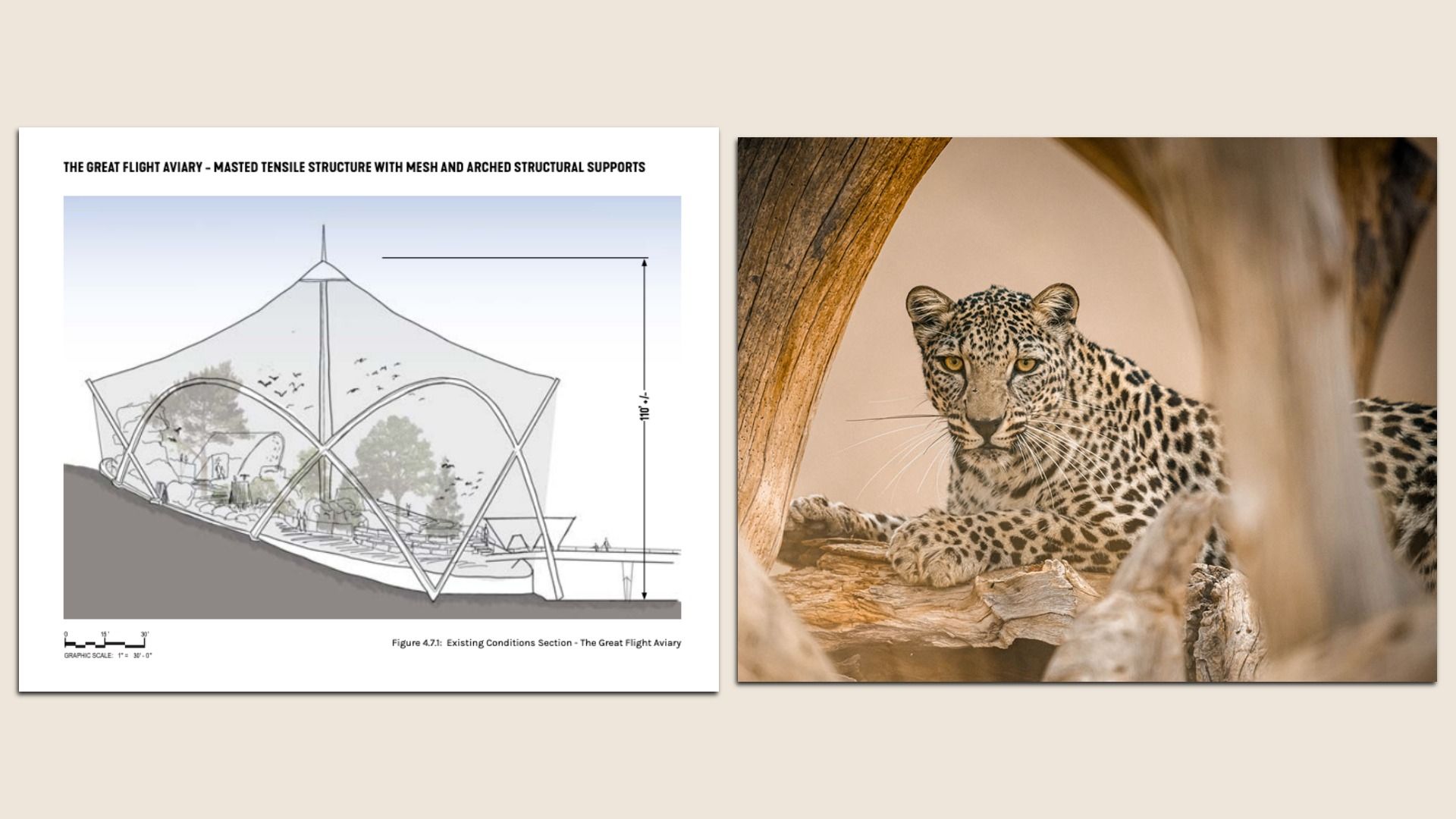 Left: sketch of "The Great Flight Aviary" showing a tent-like tensile structure with arched supports on a slope. Right: a leopard lounging on logs inside a wooden enclosure.
