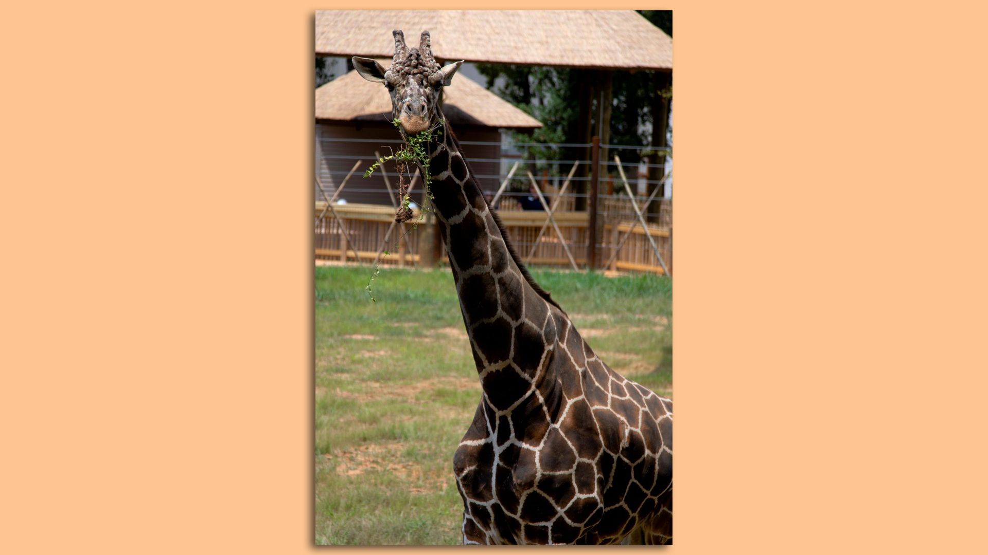 Abu the giraffe