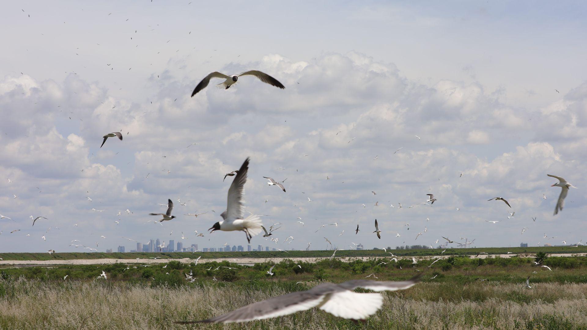 Several gulls fly above a grassy plane. A city skyline rises in the background.