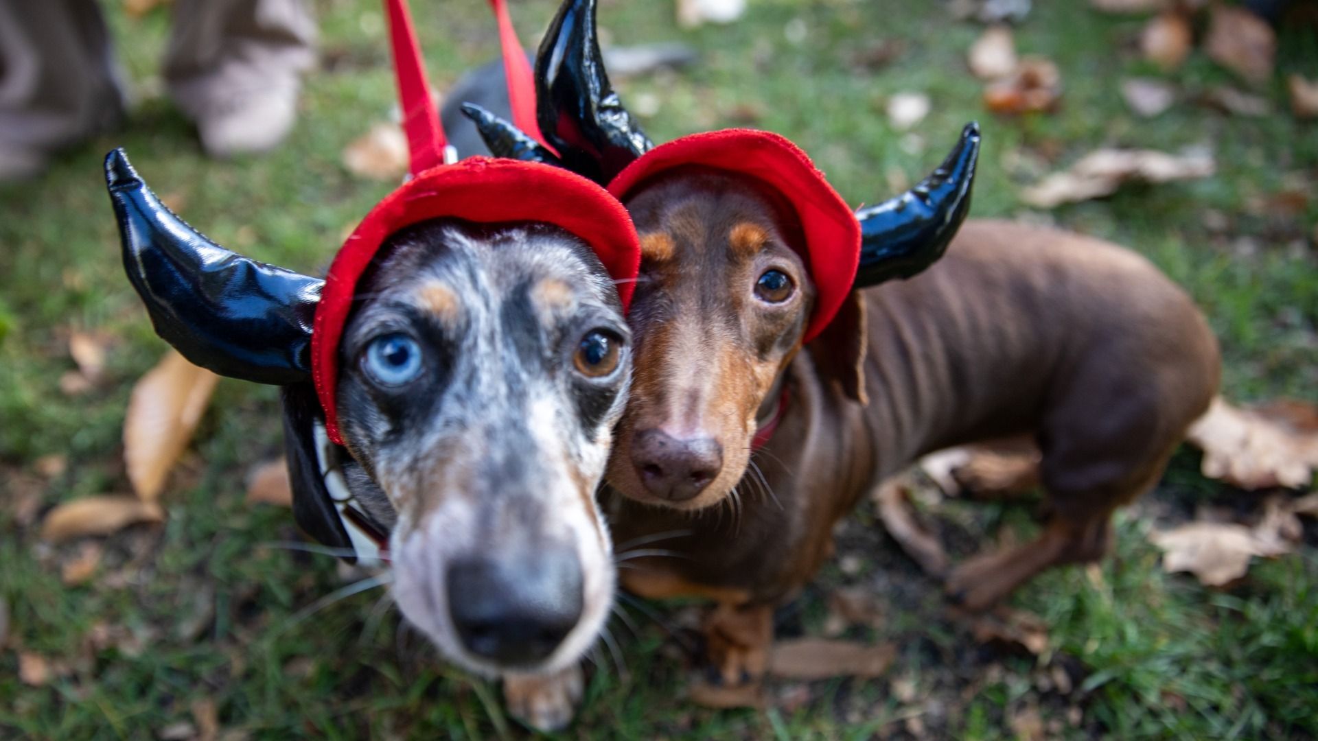 Two dachshunds wearing devil ears look at the camera.