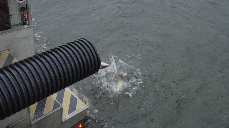 A GIF of fish falling out of a black pipe and into the water.