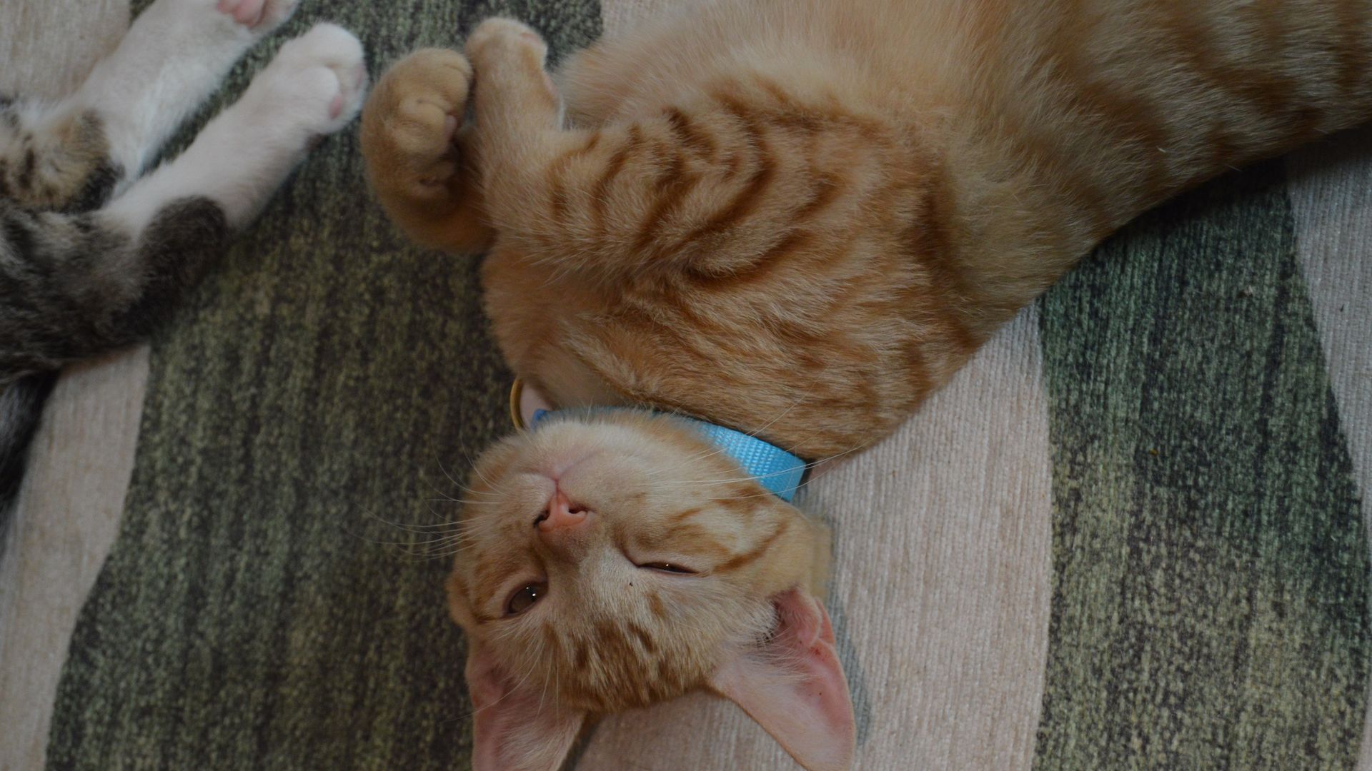 Orange tabby cat wearing a blue collar lying on a green and beige striped rug, with paws curled near its face, eyes partly open, next to a partial view of another cat's paws.