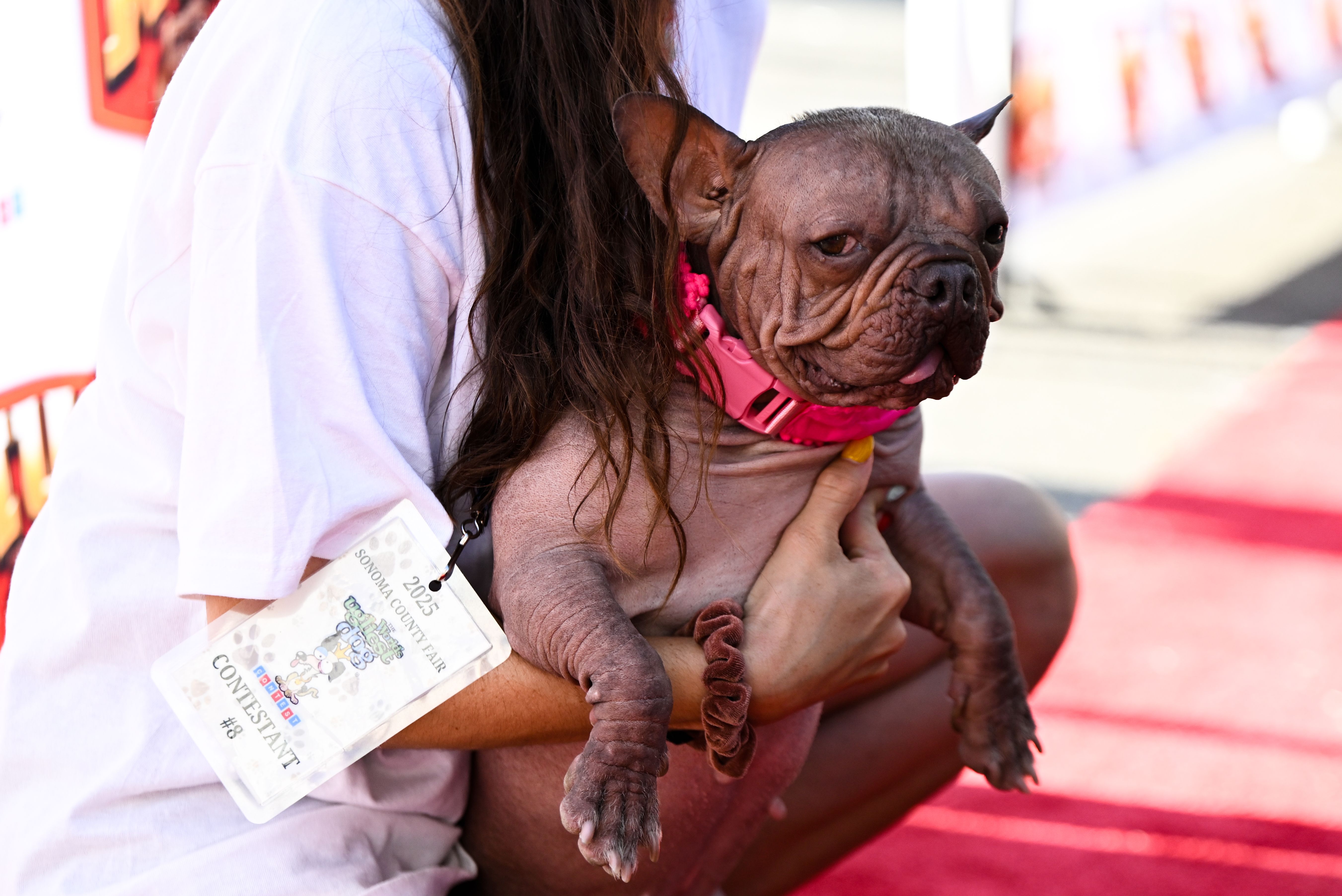 Petunia, who was crowned the world's ugliest dog.