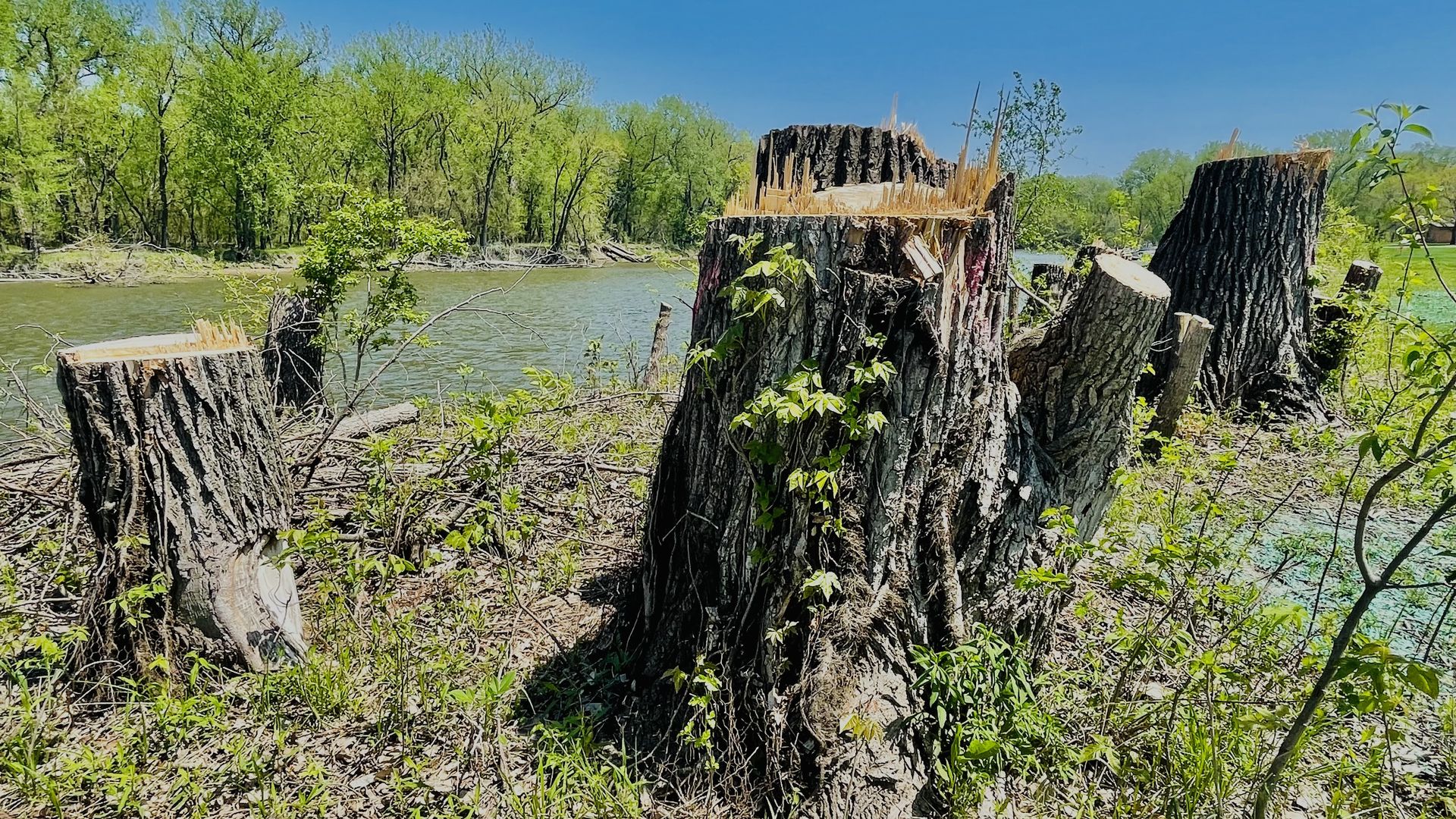 A photo of trees cut in Des Moines.