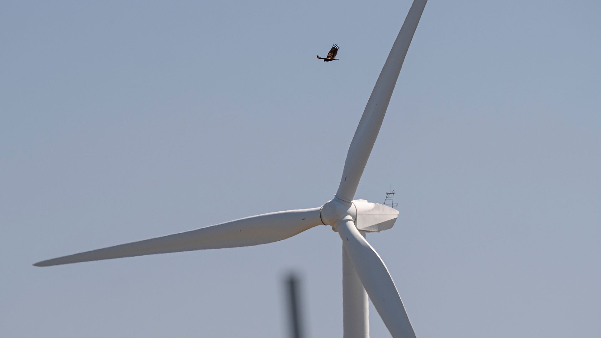 A bird flies over a wind turbine at a wind farm near Highway 12 in Rio Vista, California, U.S., on Tuesday, March 30