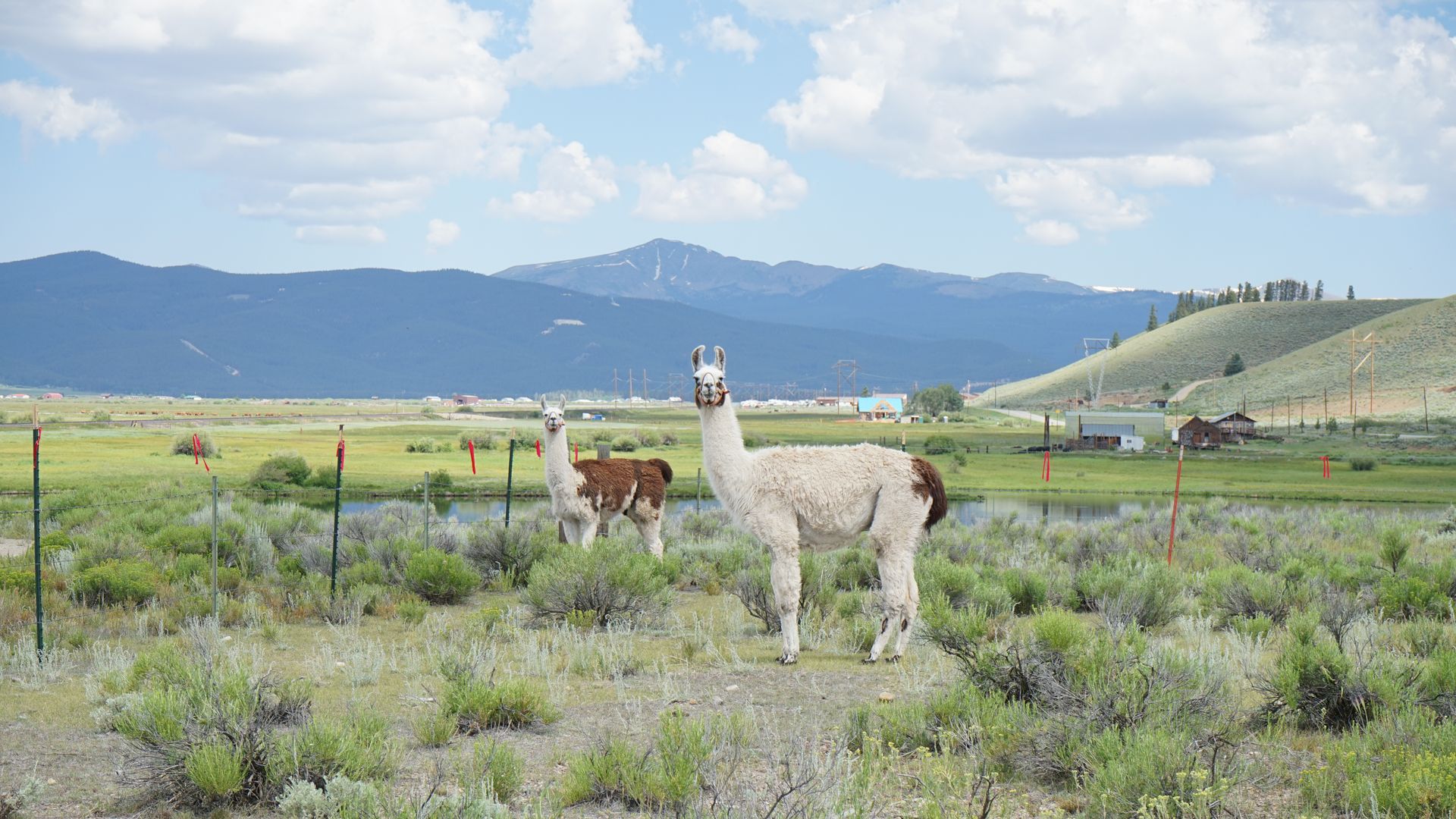 A photo of one white llama and one white and brown llama standing in a fenced field with mountains in the background.