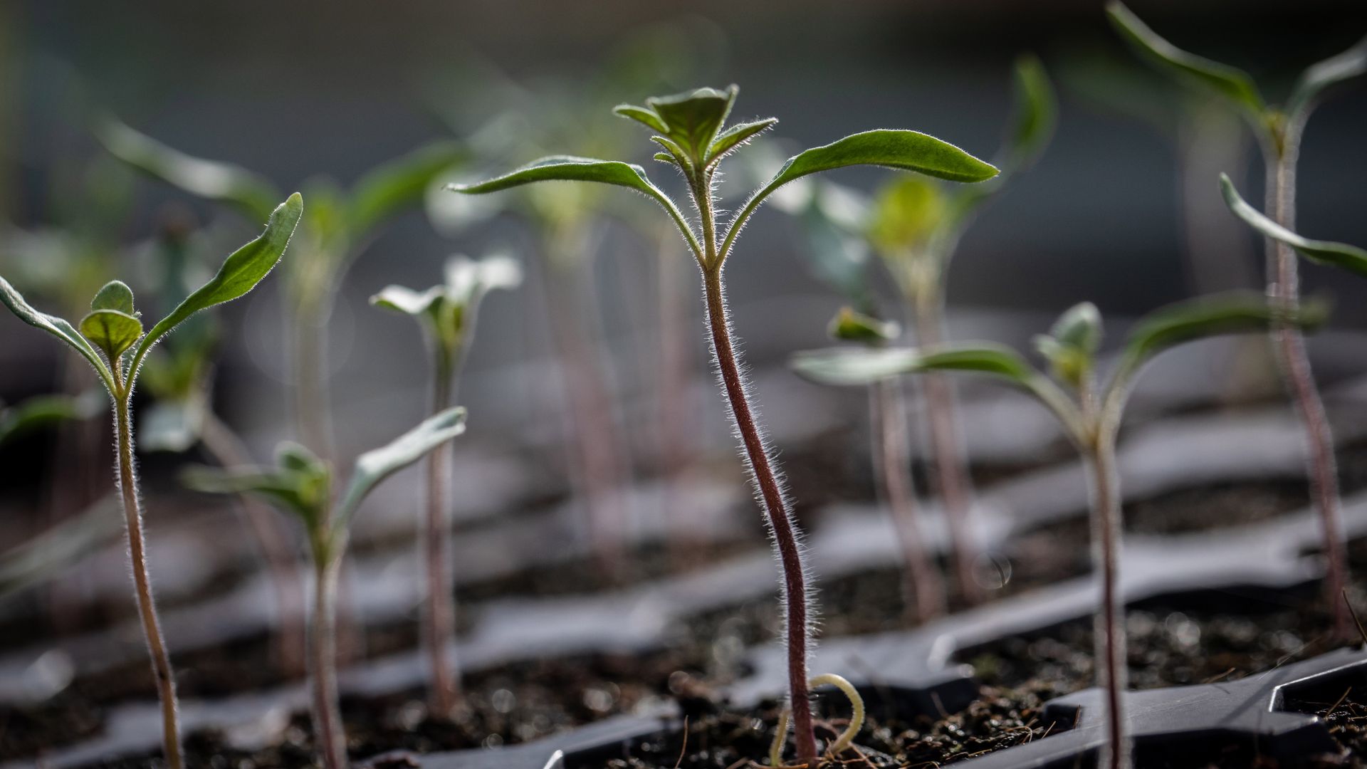 Tomato starts grow in a greenhouse. 