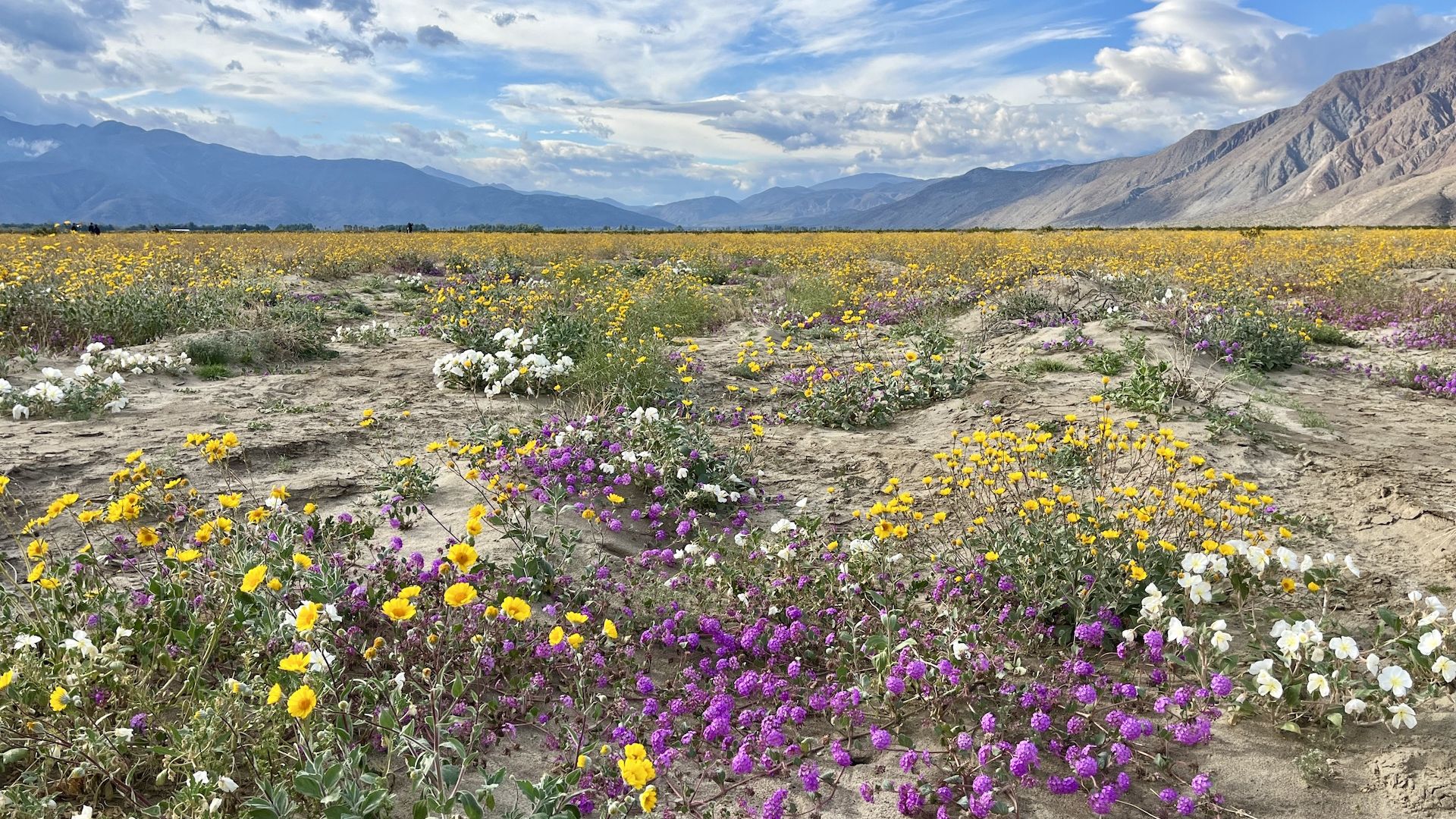 A field of purple, yellow and white wildflowers with mountains in the background.