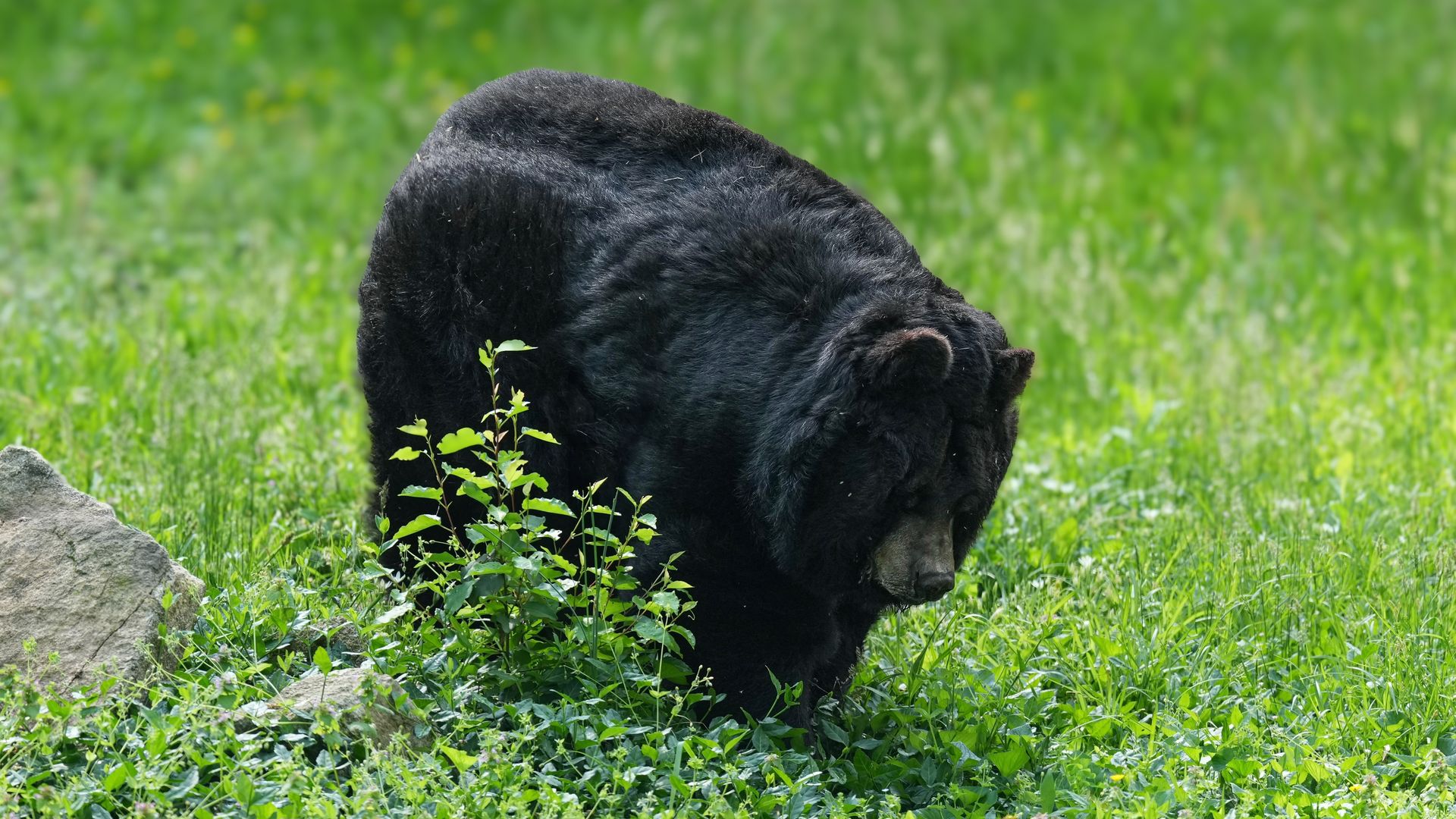 a black bear roaming around the grass