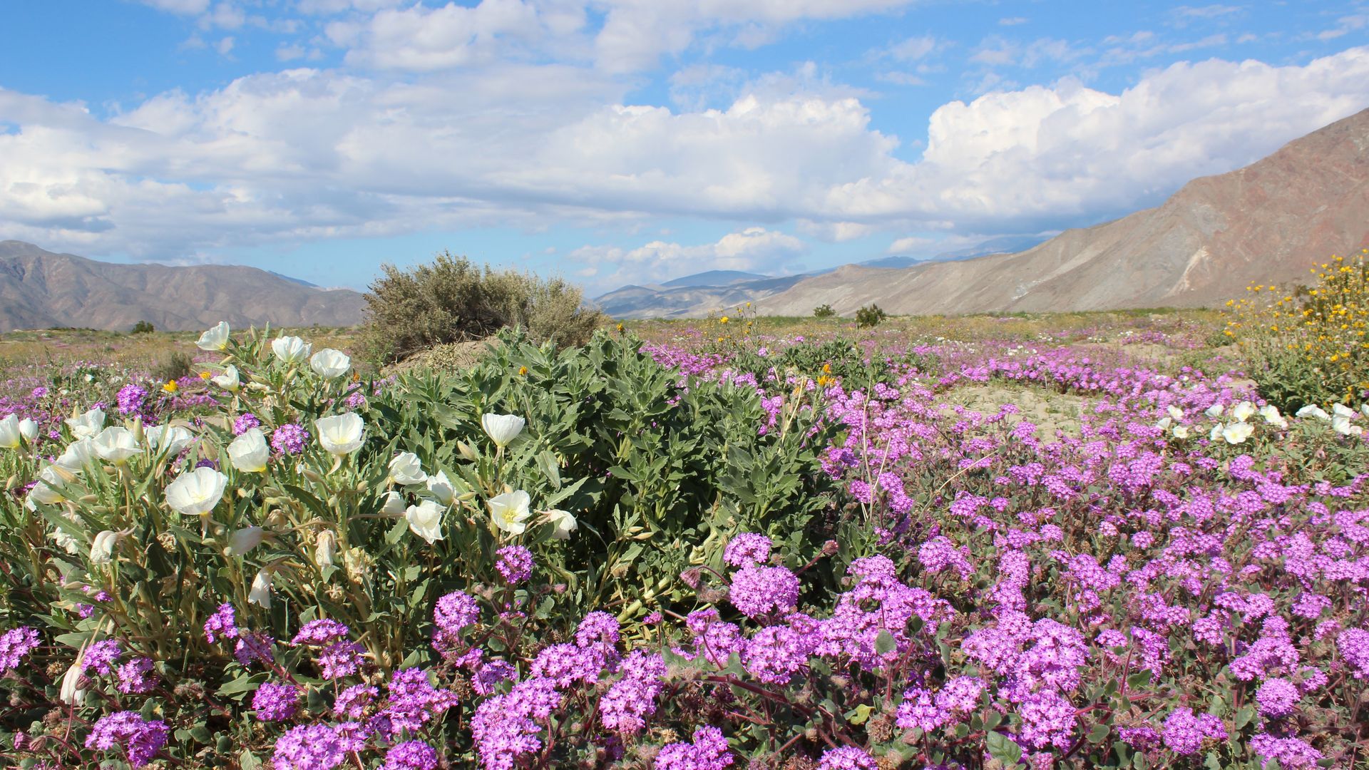 Purple and white wildflowers bloom in the desert with mountains in the background under a partly cloudy blue sky.