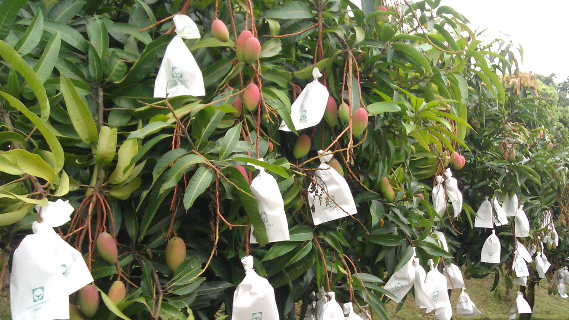 A grove of mango tress with white bags wrapped around fruits on the trees. 