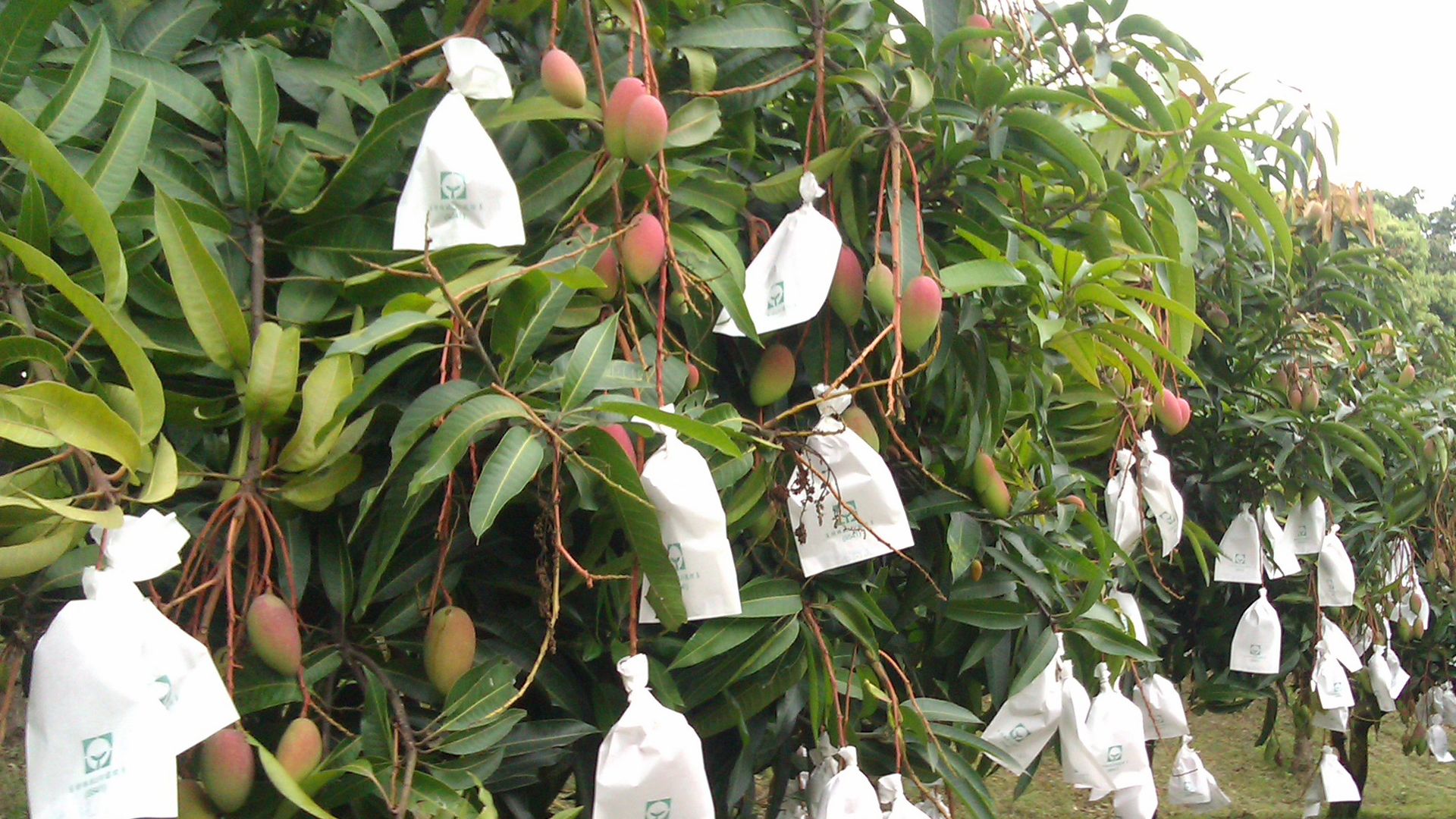 A grove of mango tress with white bags wrapped around fruits on the trees.