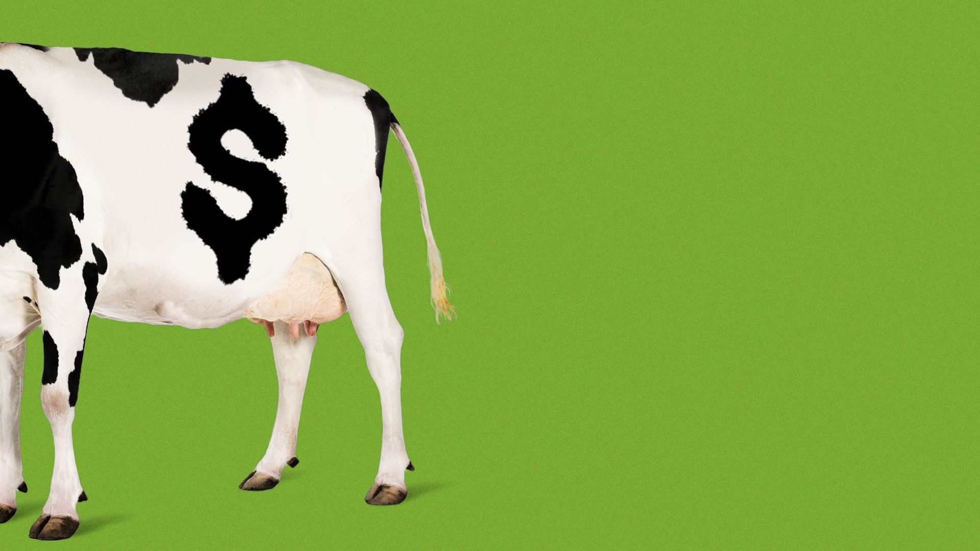 Illustration of a spot on a cow shaped like a dollar sign. 